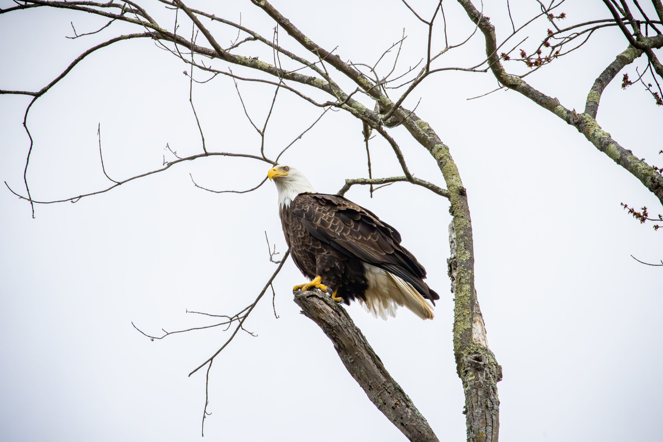 On a cloudy day in March, this Bald Eagle scoping out for food at a local farm along the Housatonic.
