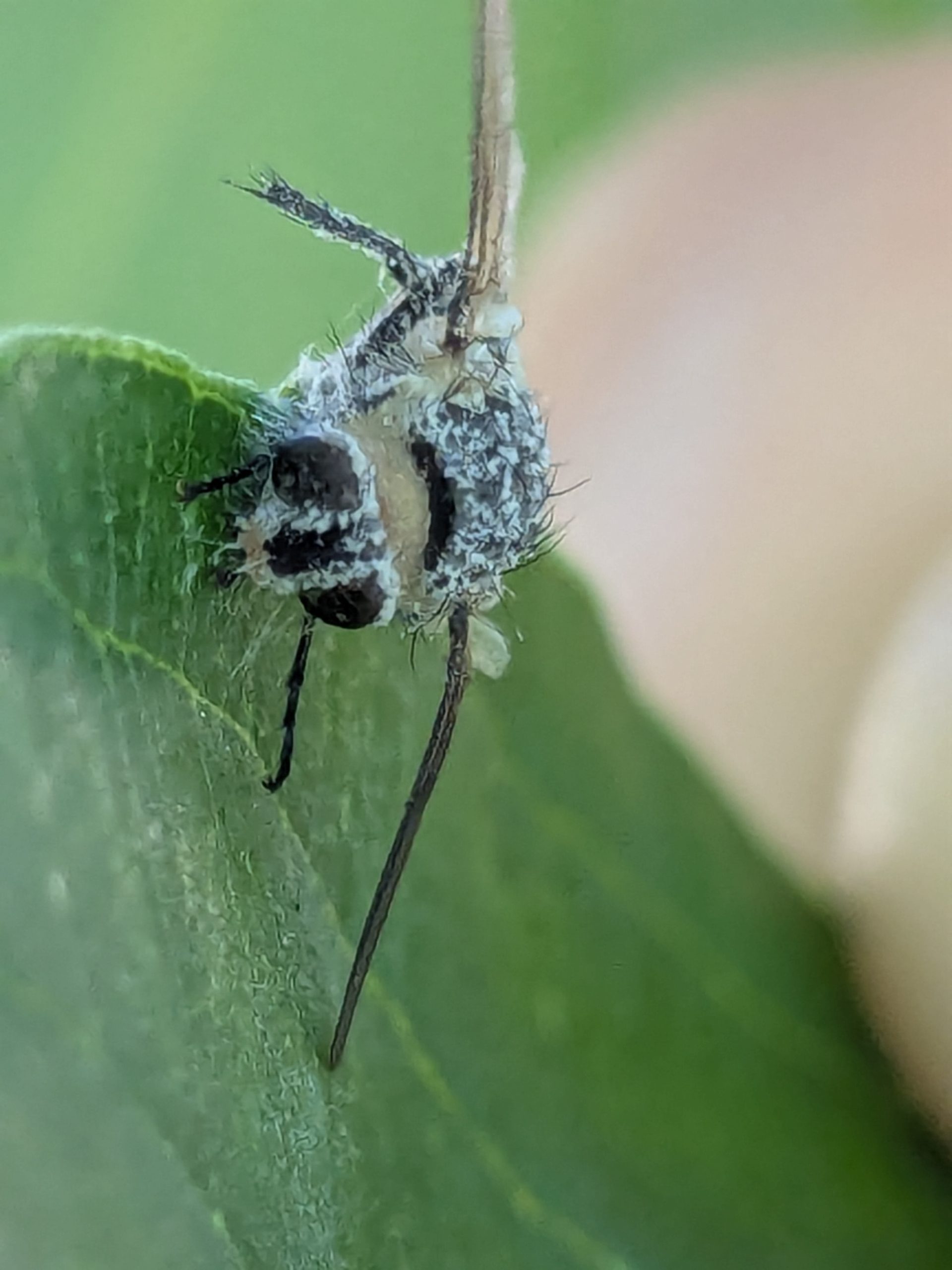 A fly infected with a deadly fungus