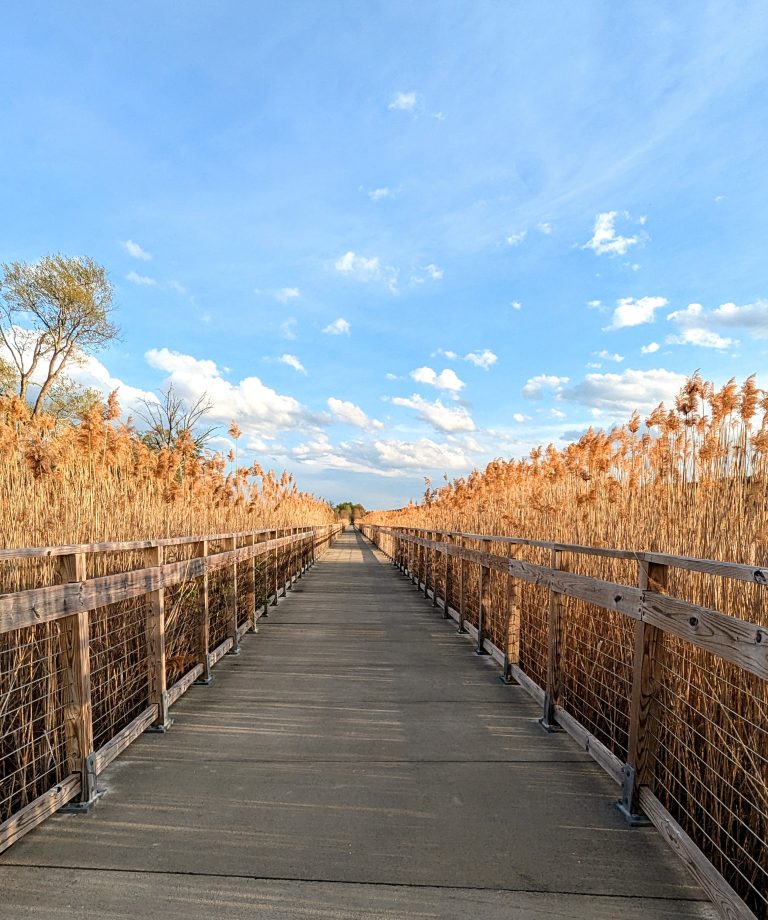 Boardwalk Trail