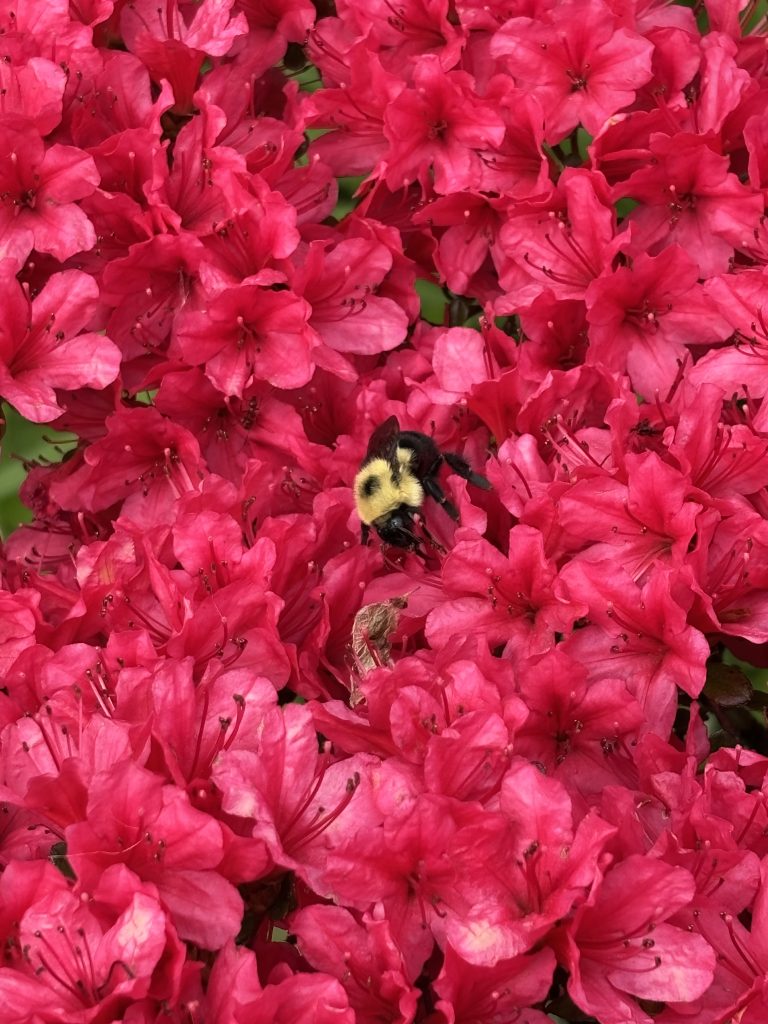 Azalea with bee