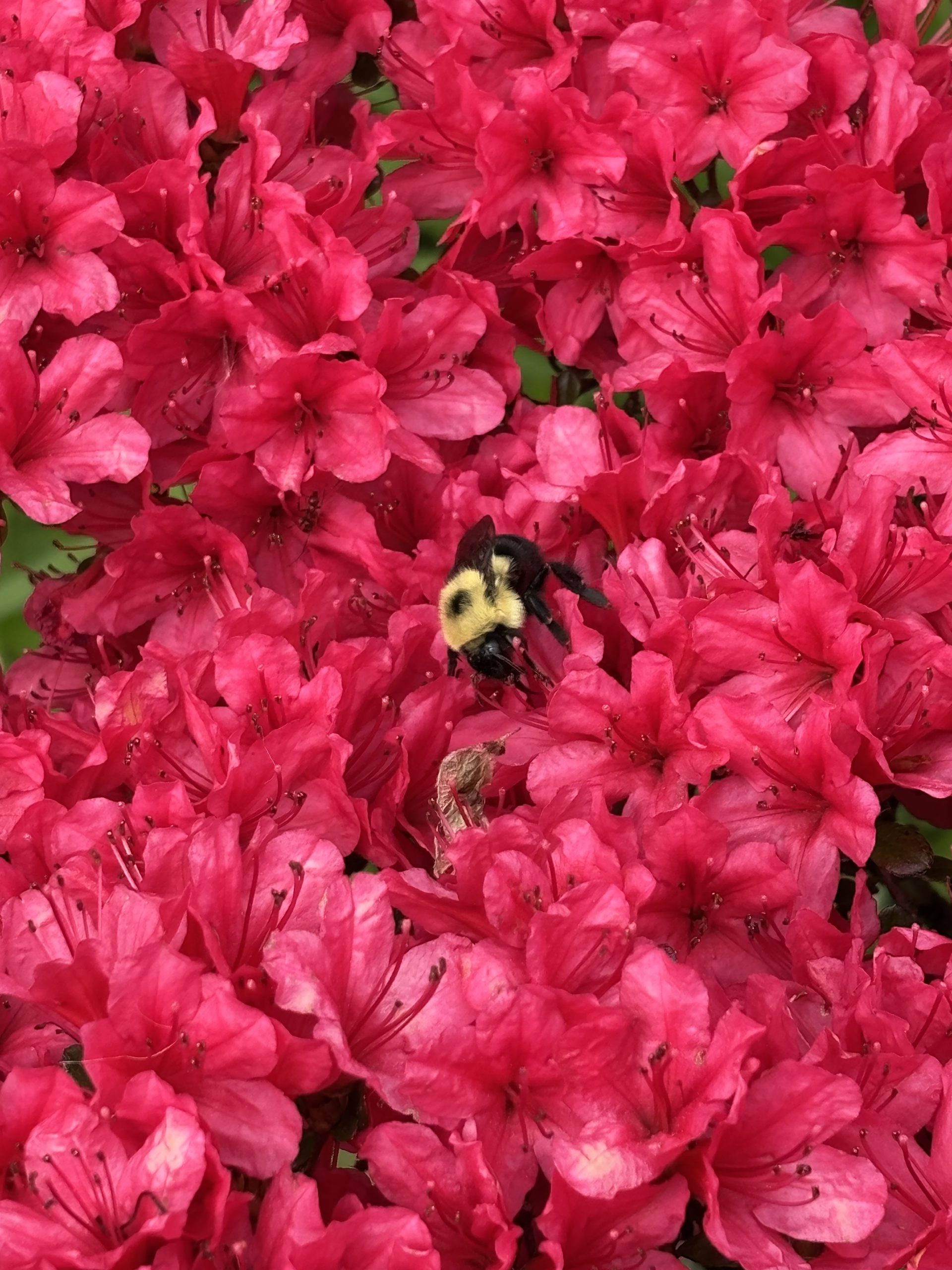 Azalea with bee
