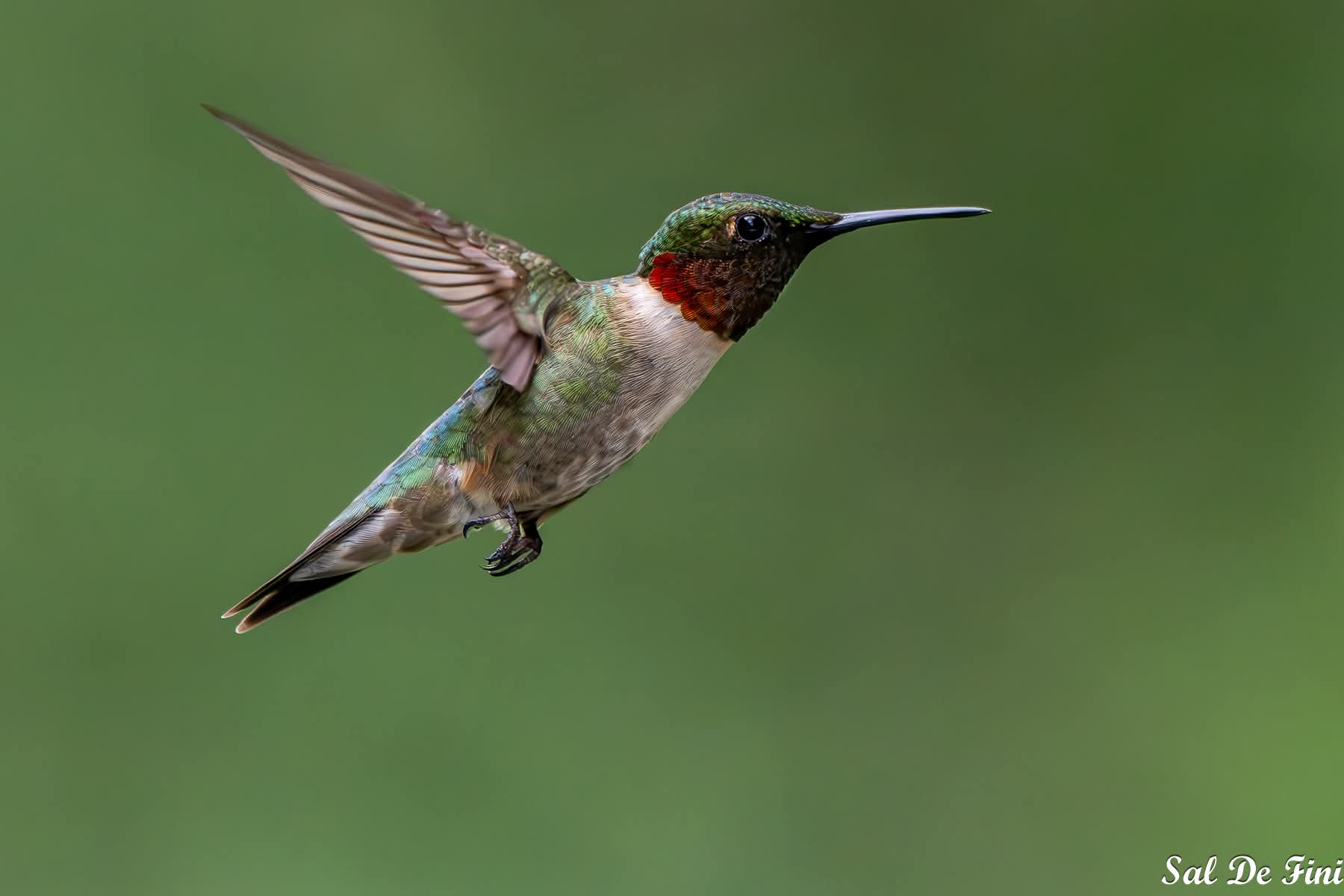 Hummingbird Male