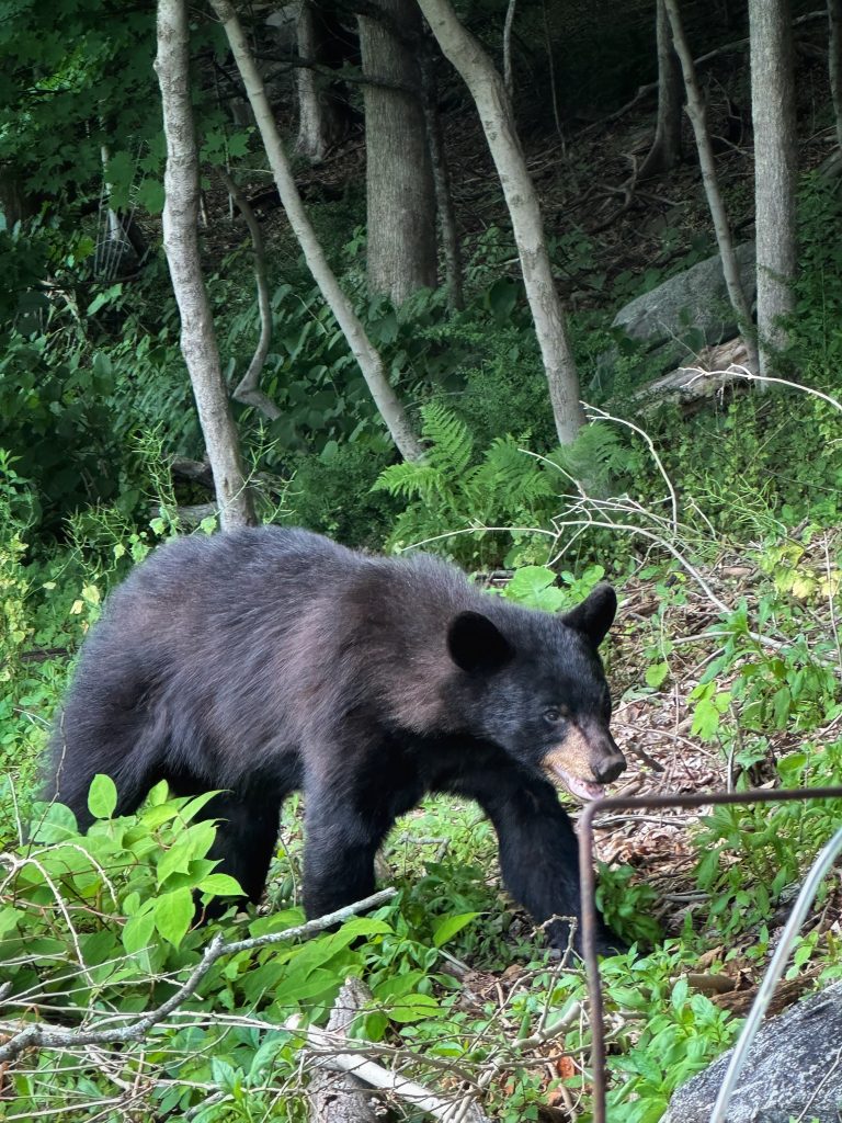 Bear 2ft near me