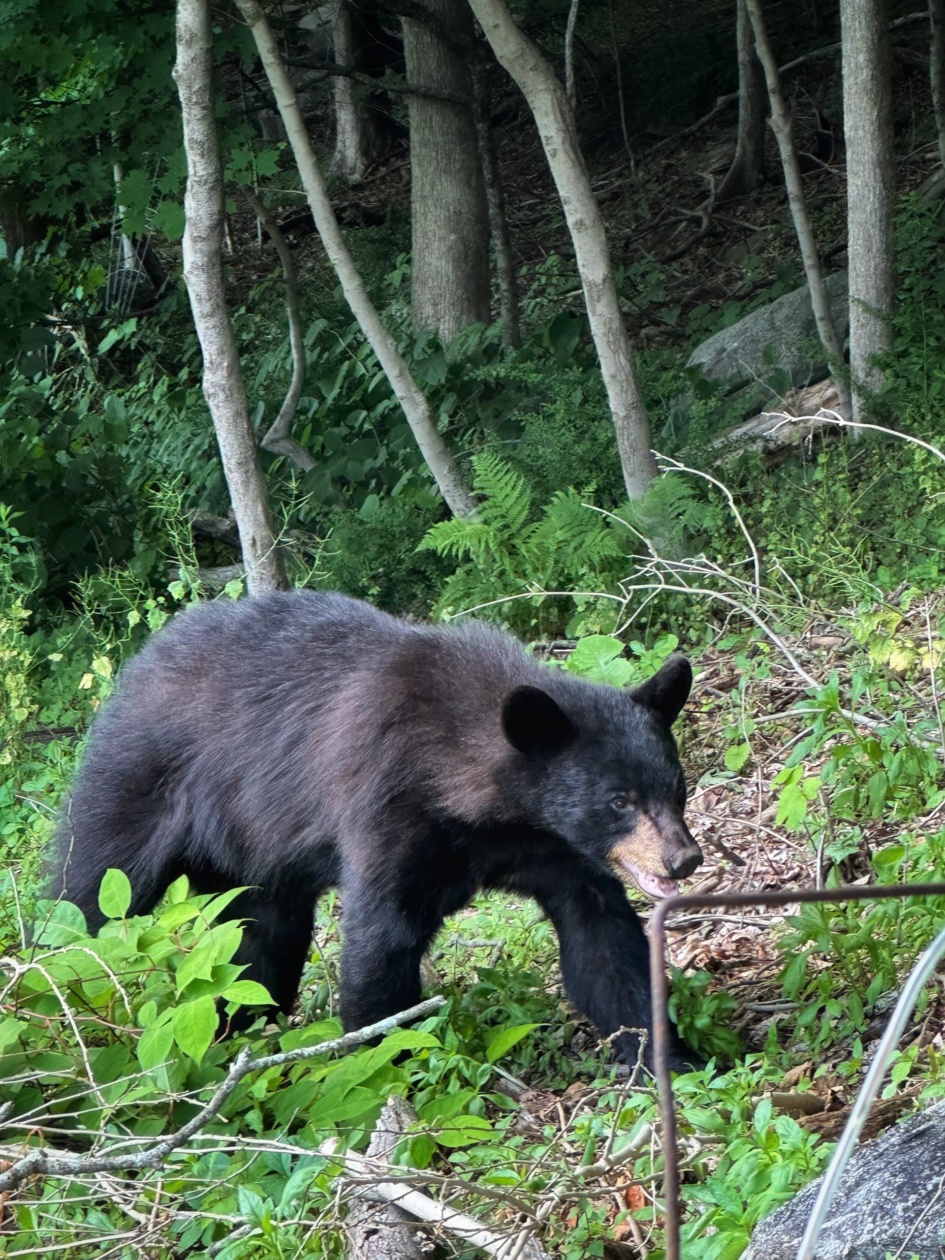 Bear 2ft near me