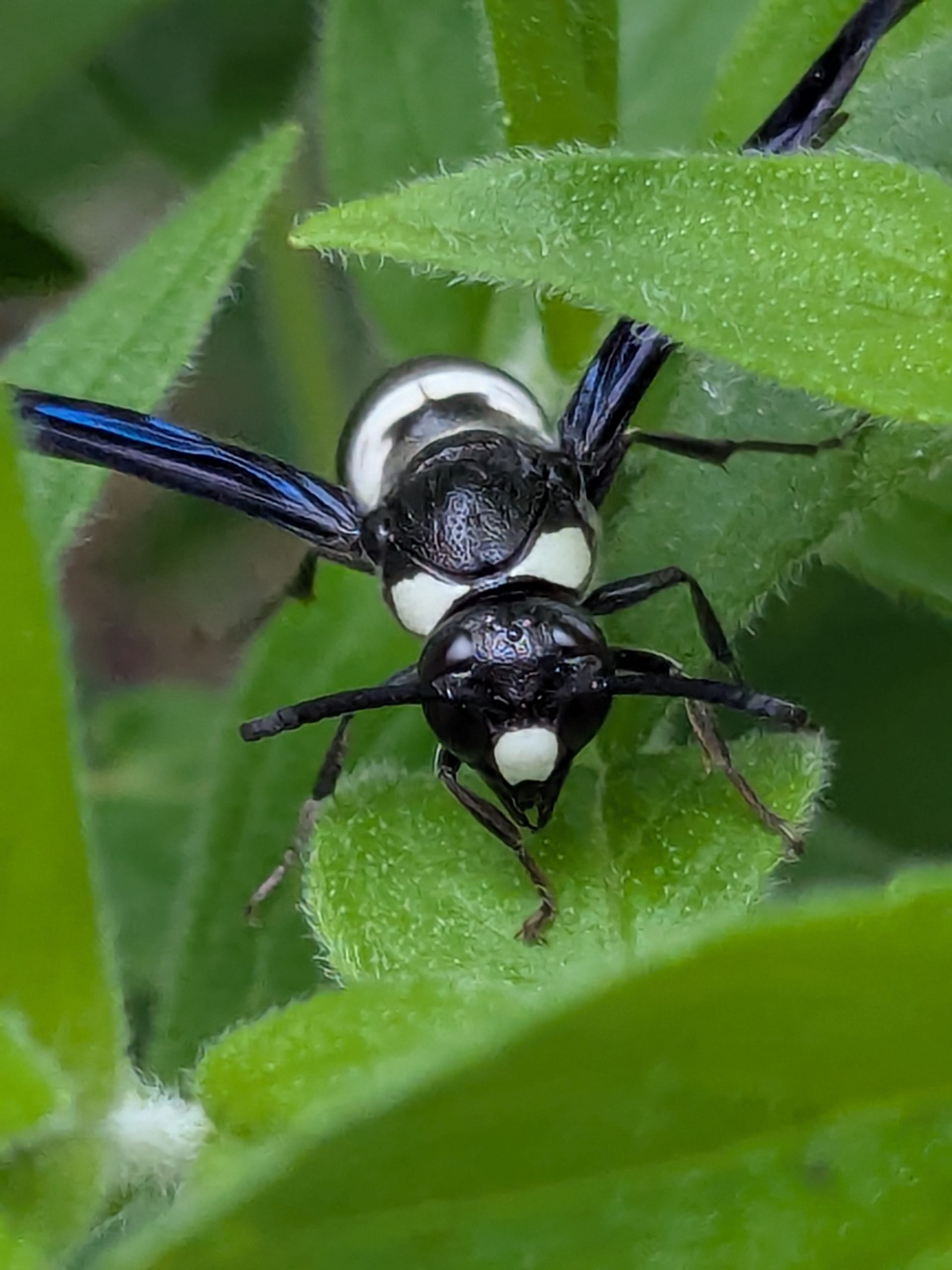 Four toothed potter wasp