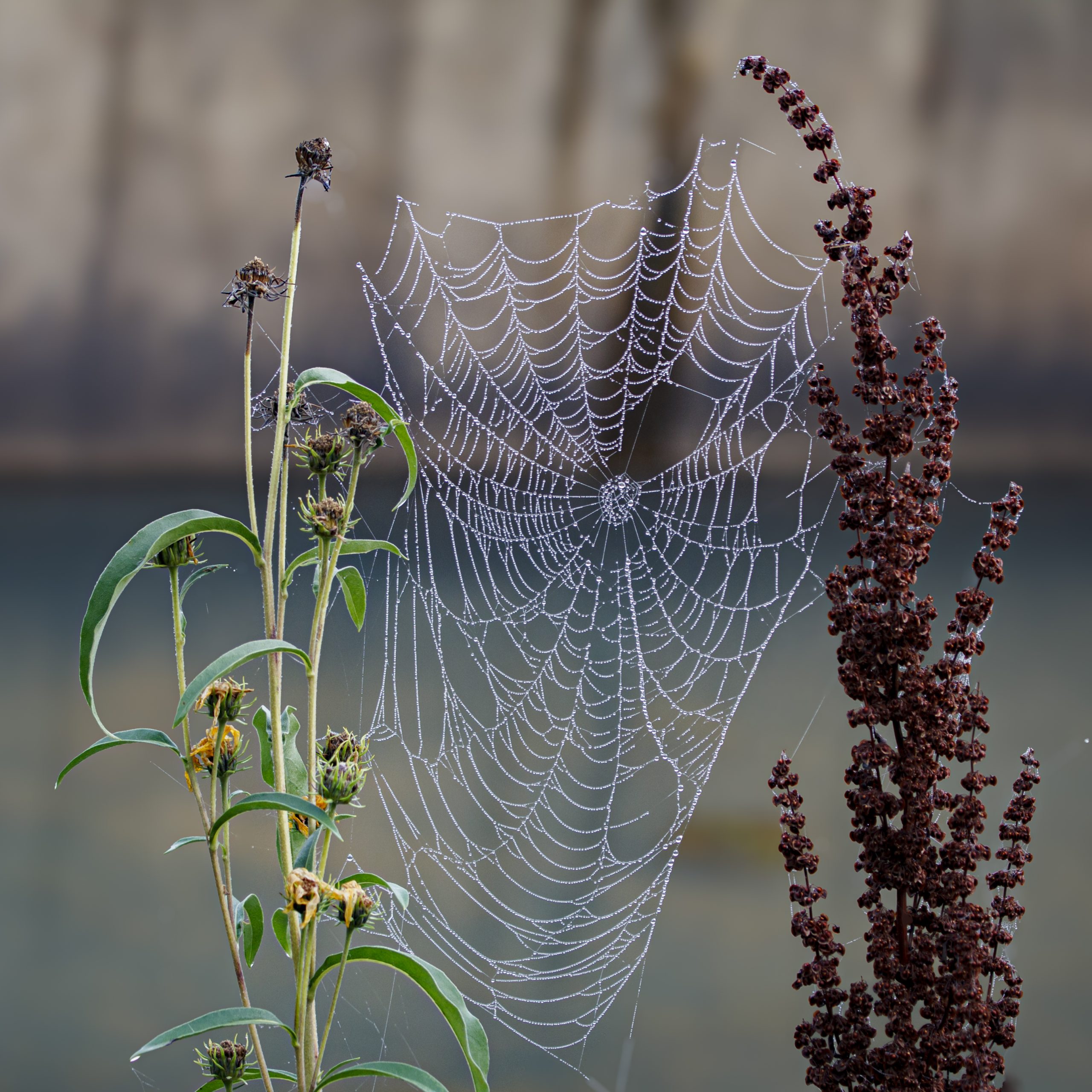 spider web