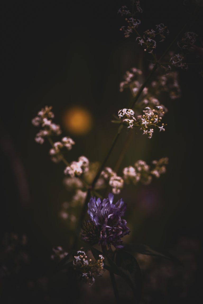 Wildflowers