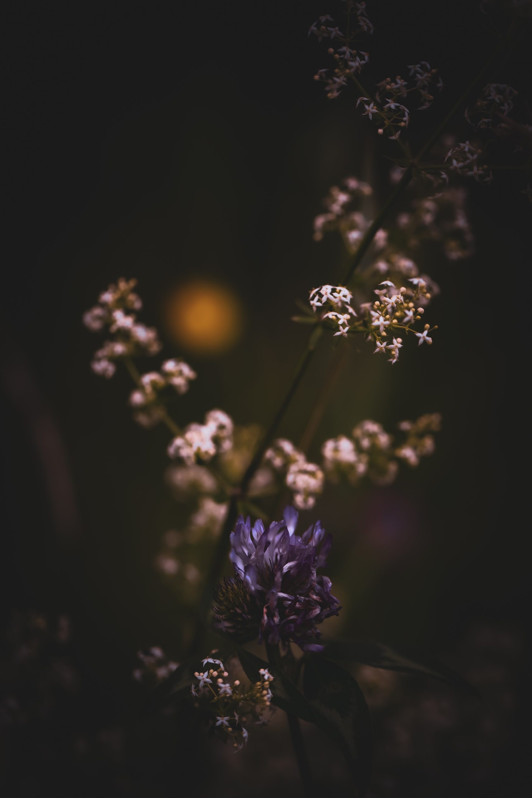 Wildflowers