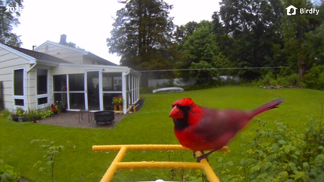 Cardinal at bird feeder