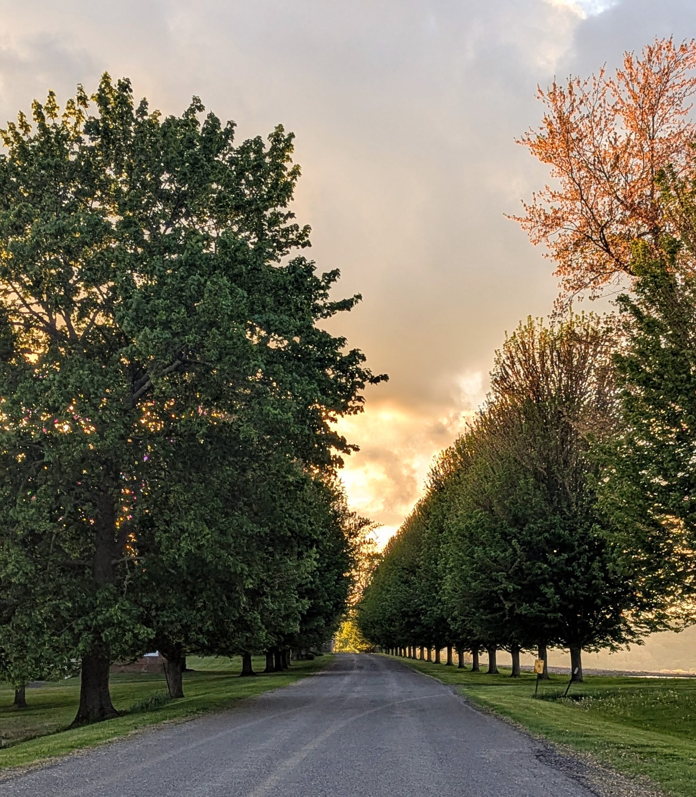 Golden Hour on a Country Road