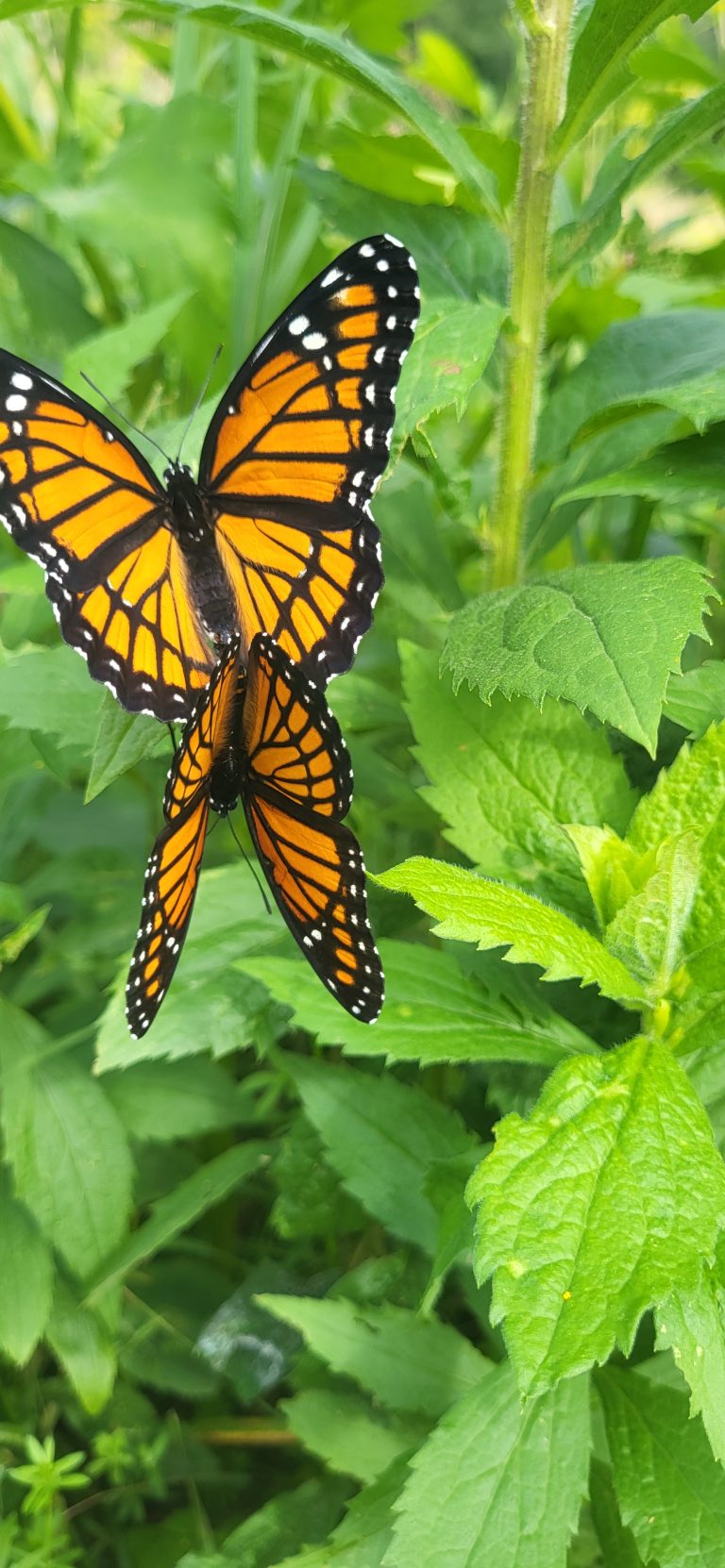 2 Butterflies