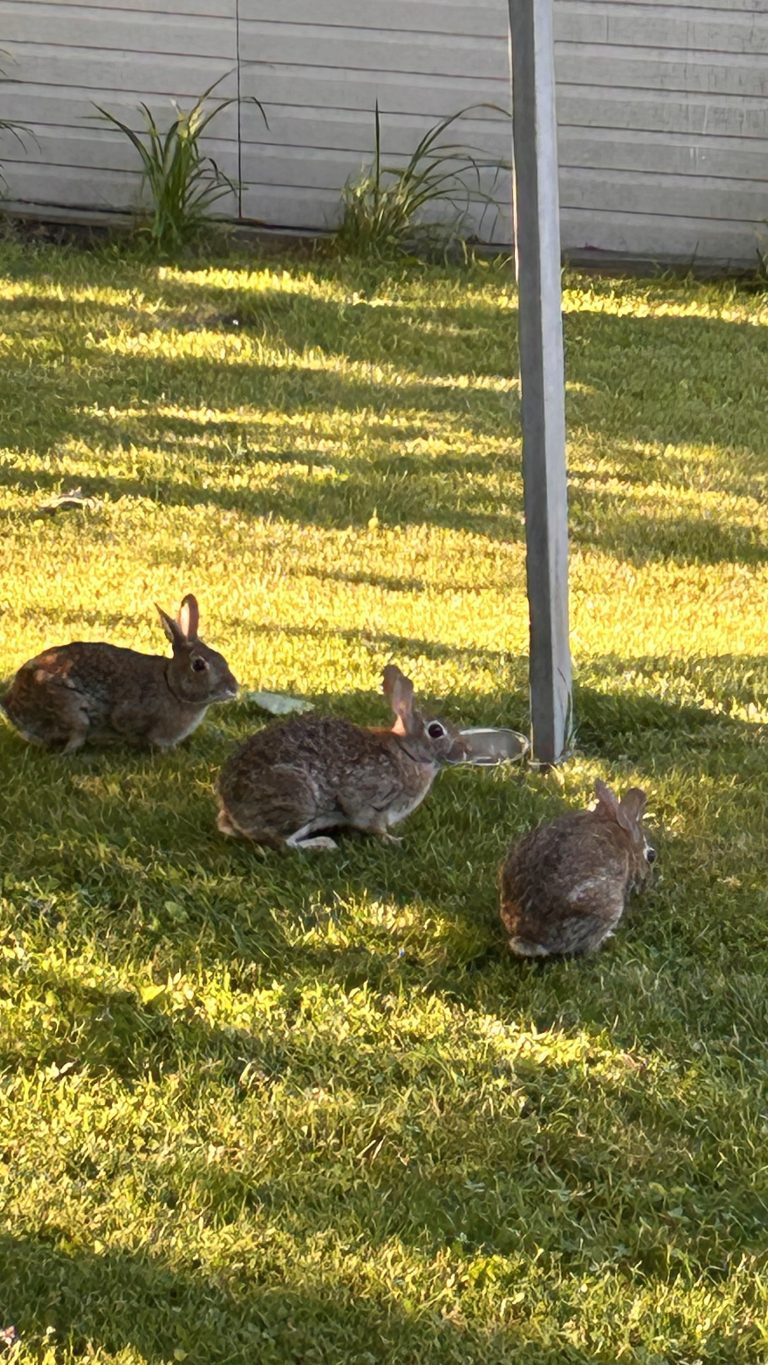 Three bunnies