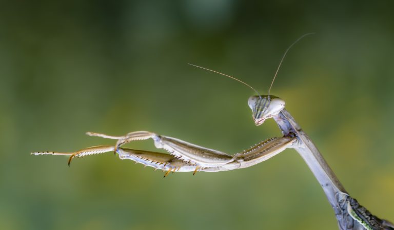 Praying Mantis