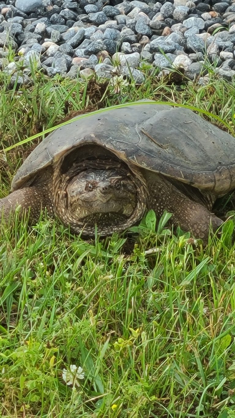 Snapping Turtle