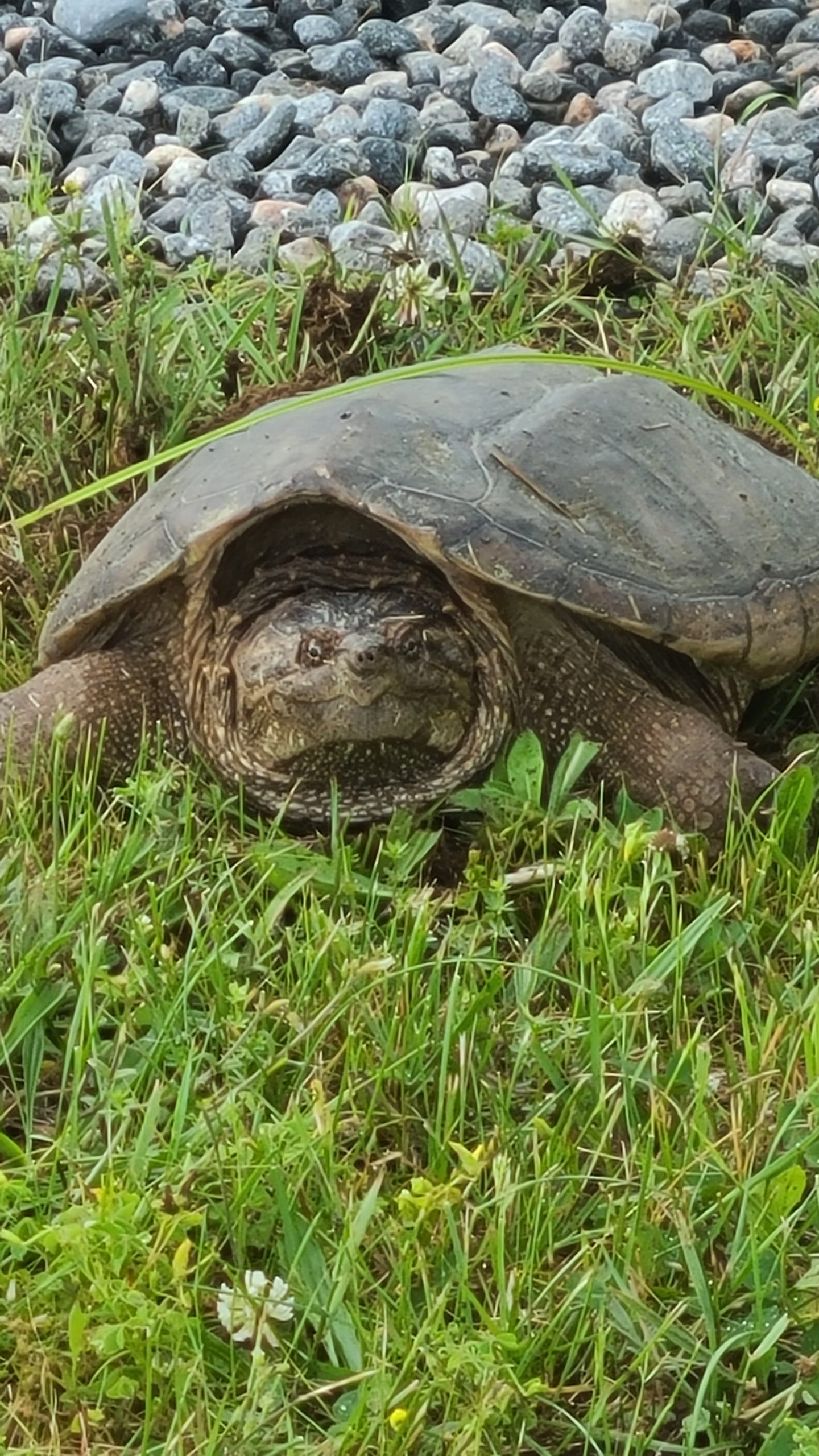 Snapping Turtle