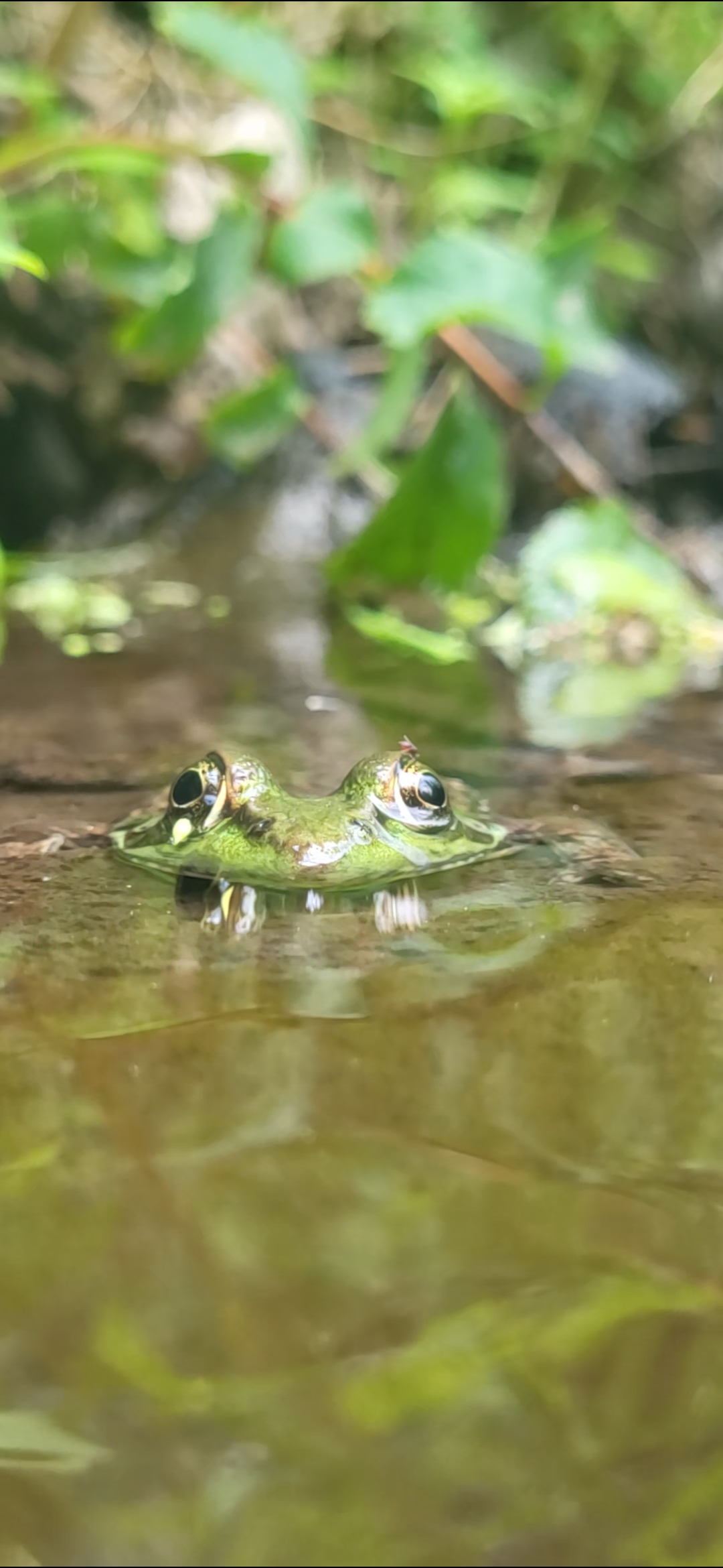 Green Frog