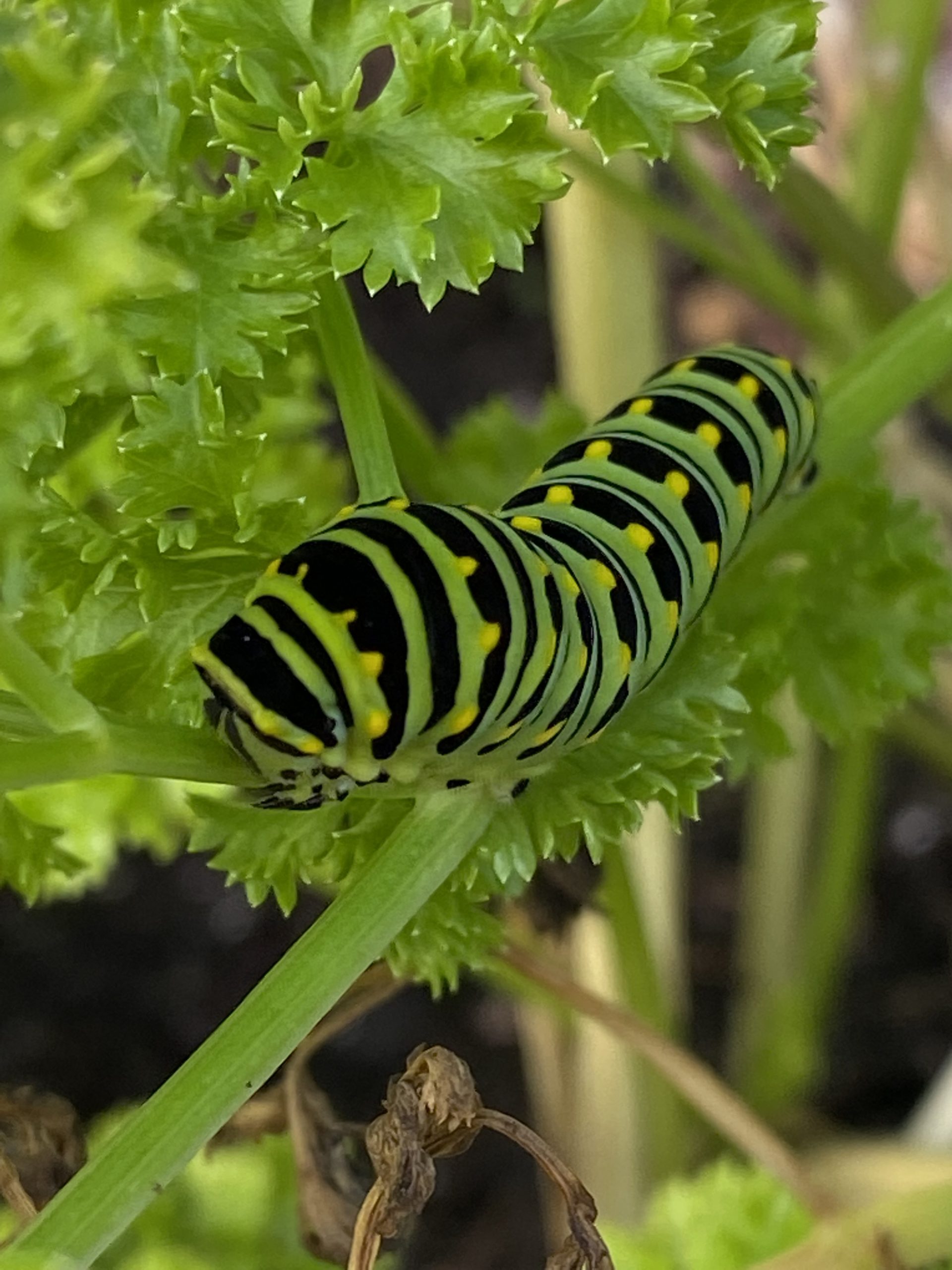 Eating Parsley