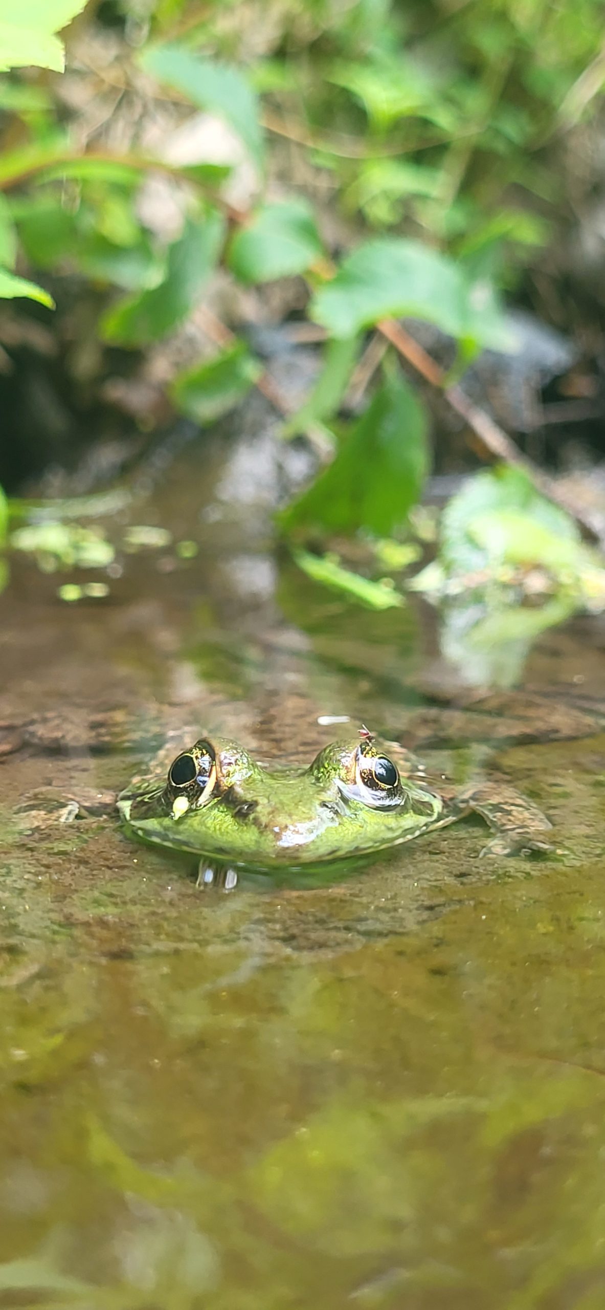 green frog
