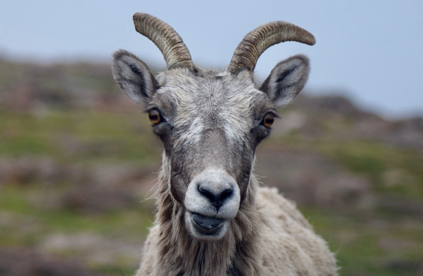 A mountain goat chomping on some wildflowers