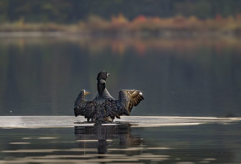 Loon
