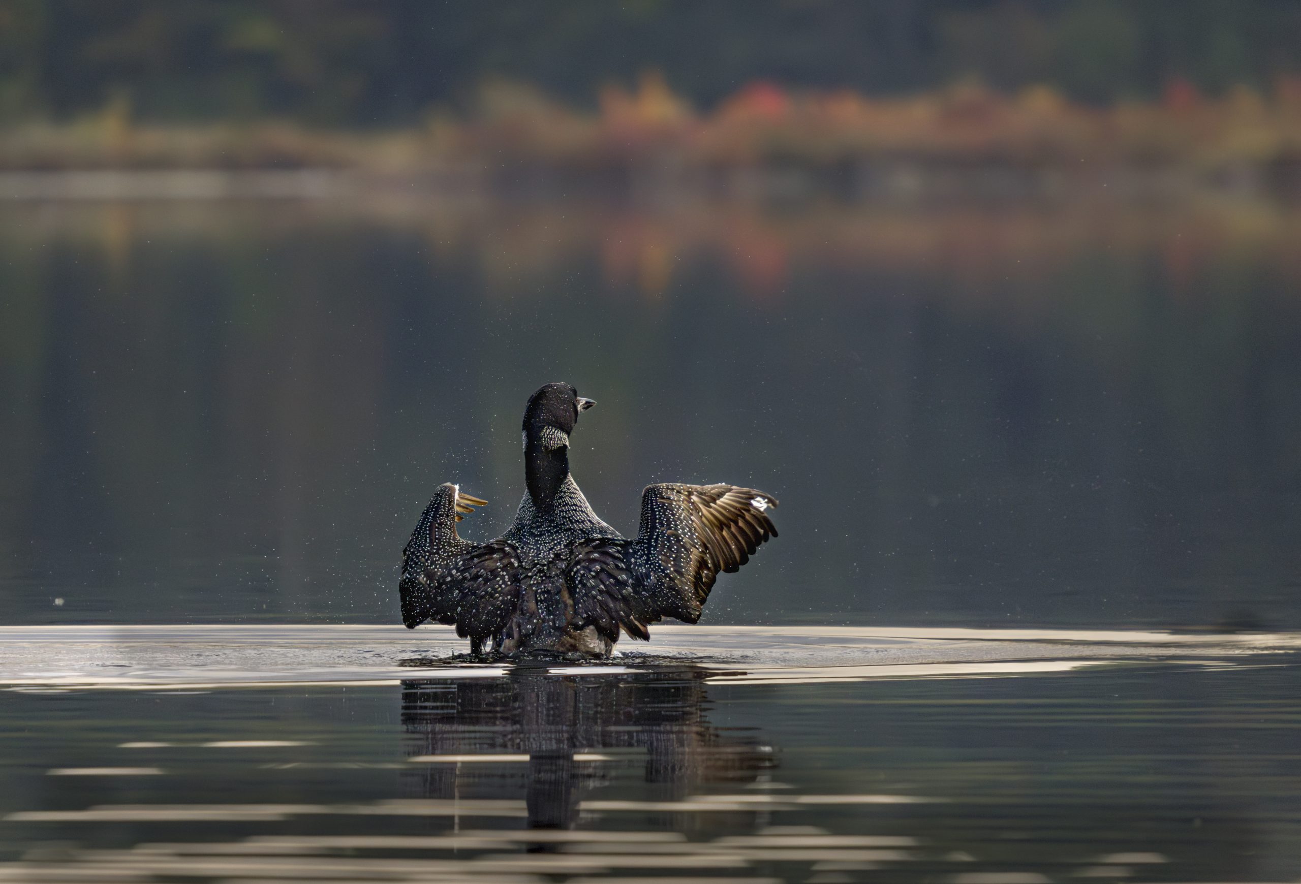 Loon