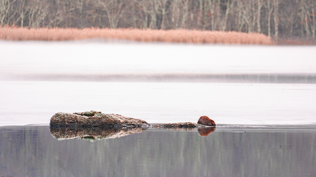 Ff c4c6d0b0758846707b04f658e8999554 ff beaver