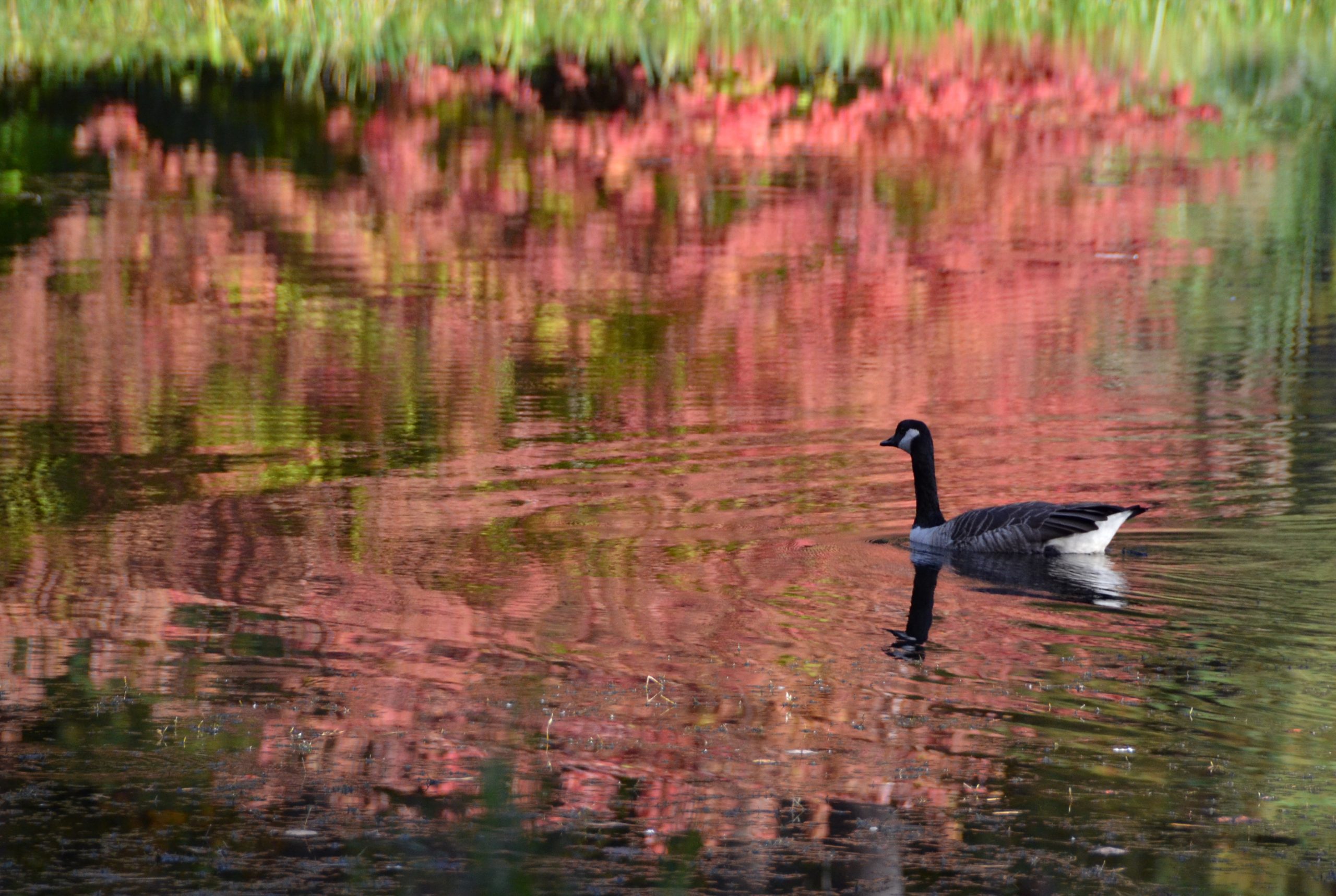 Reflective Goose