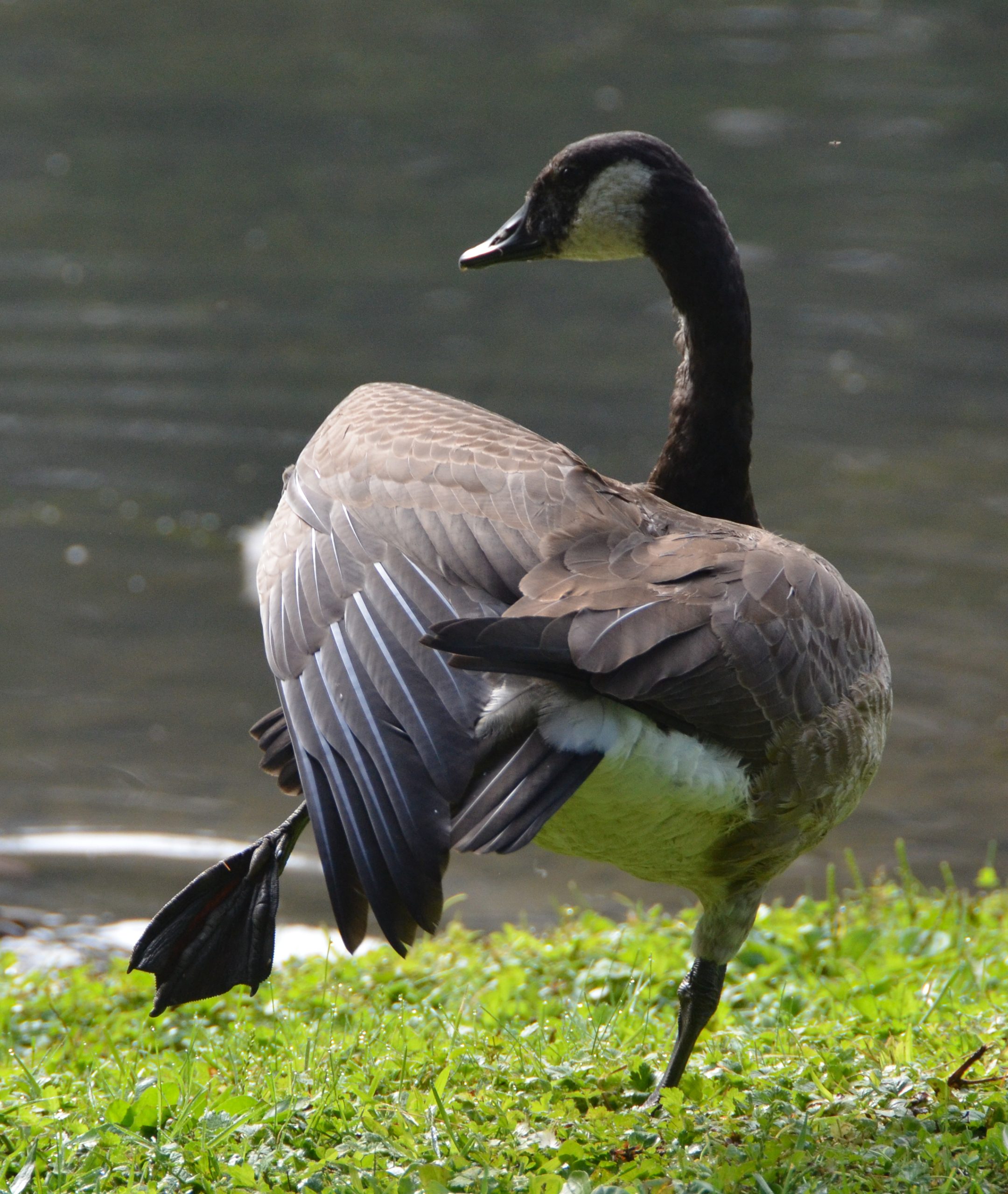 Hokey Pokey Goose