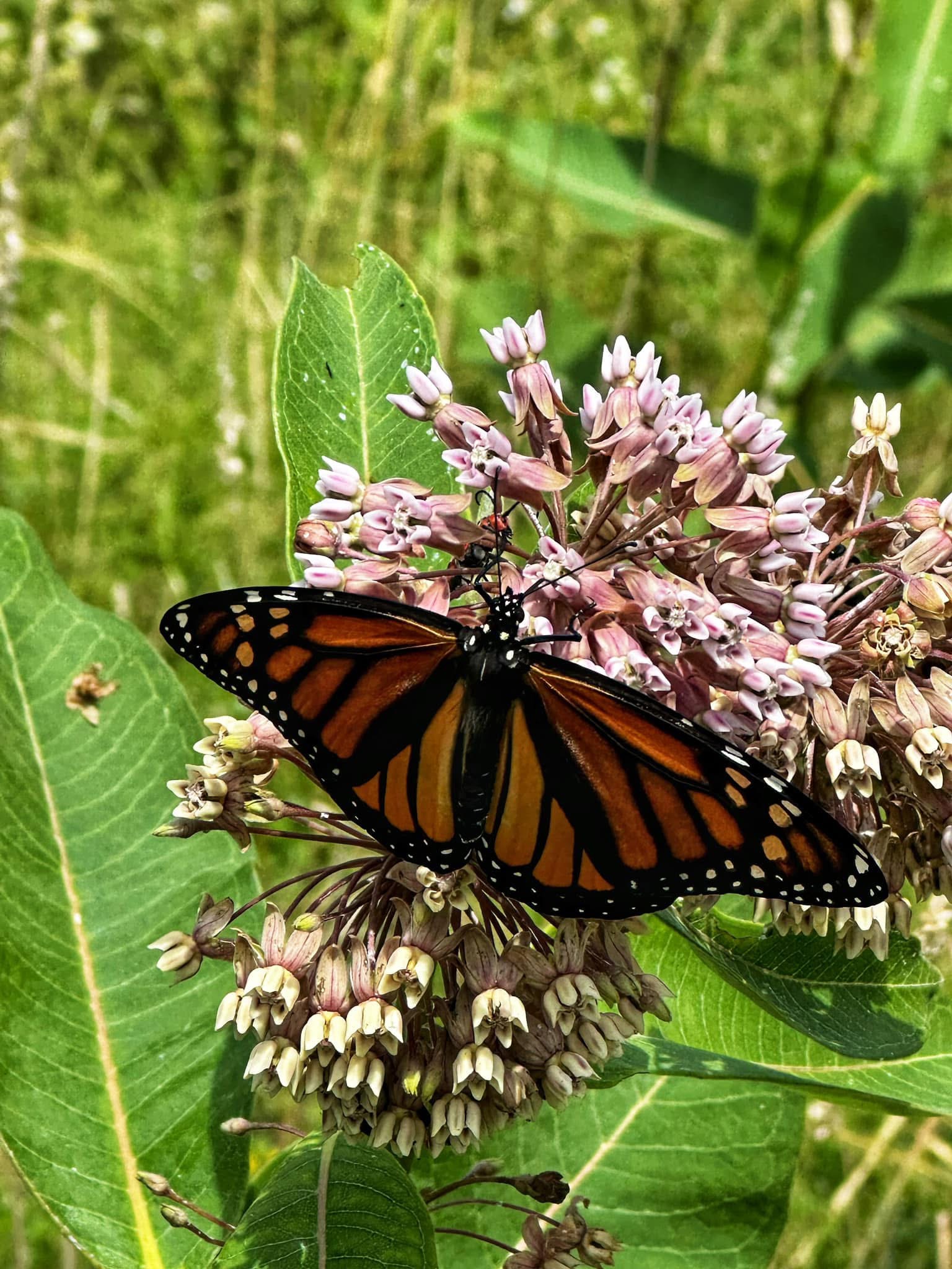Butterfly on the laurel at lily preserve