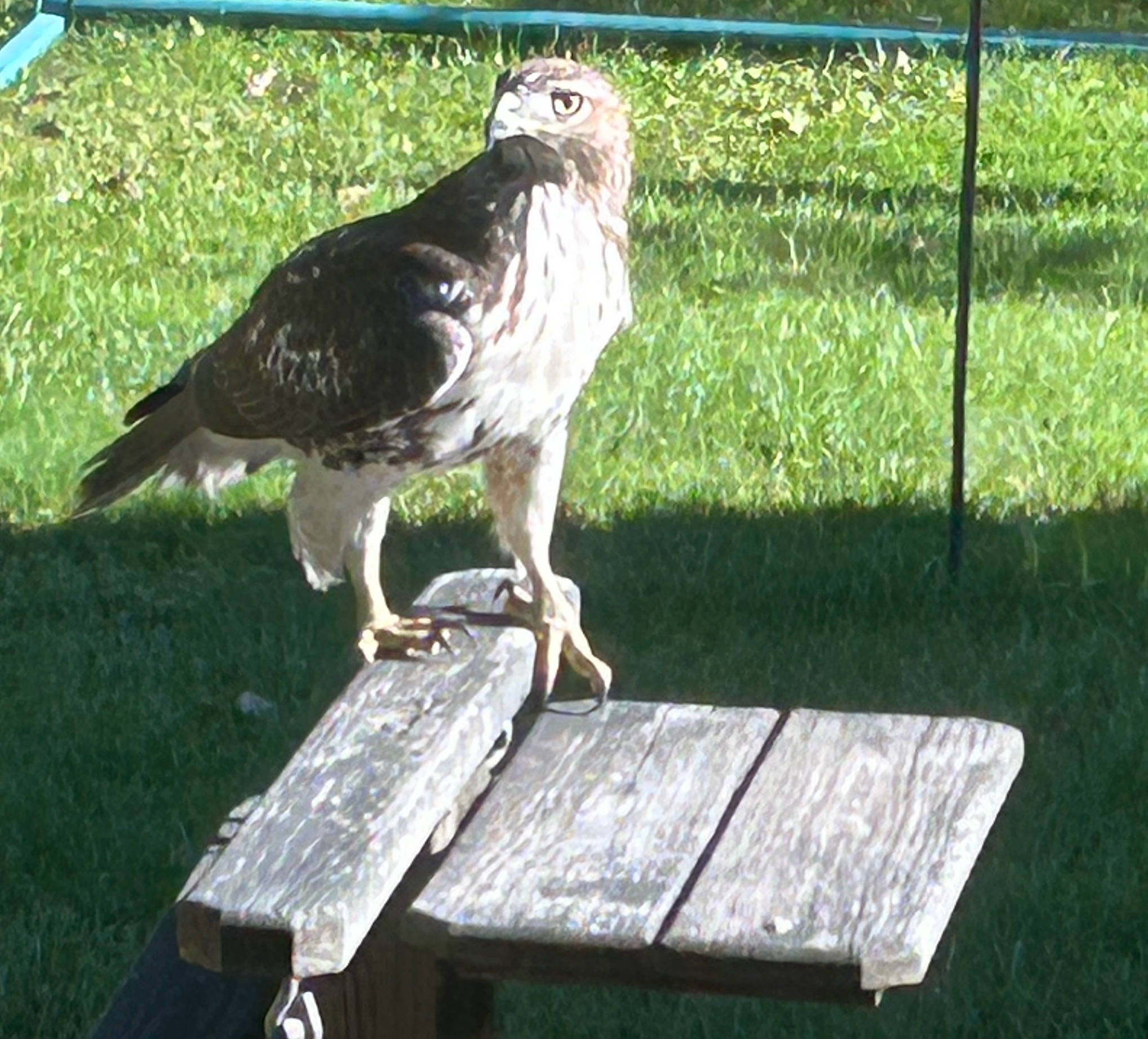 Red tail hawk