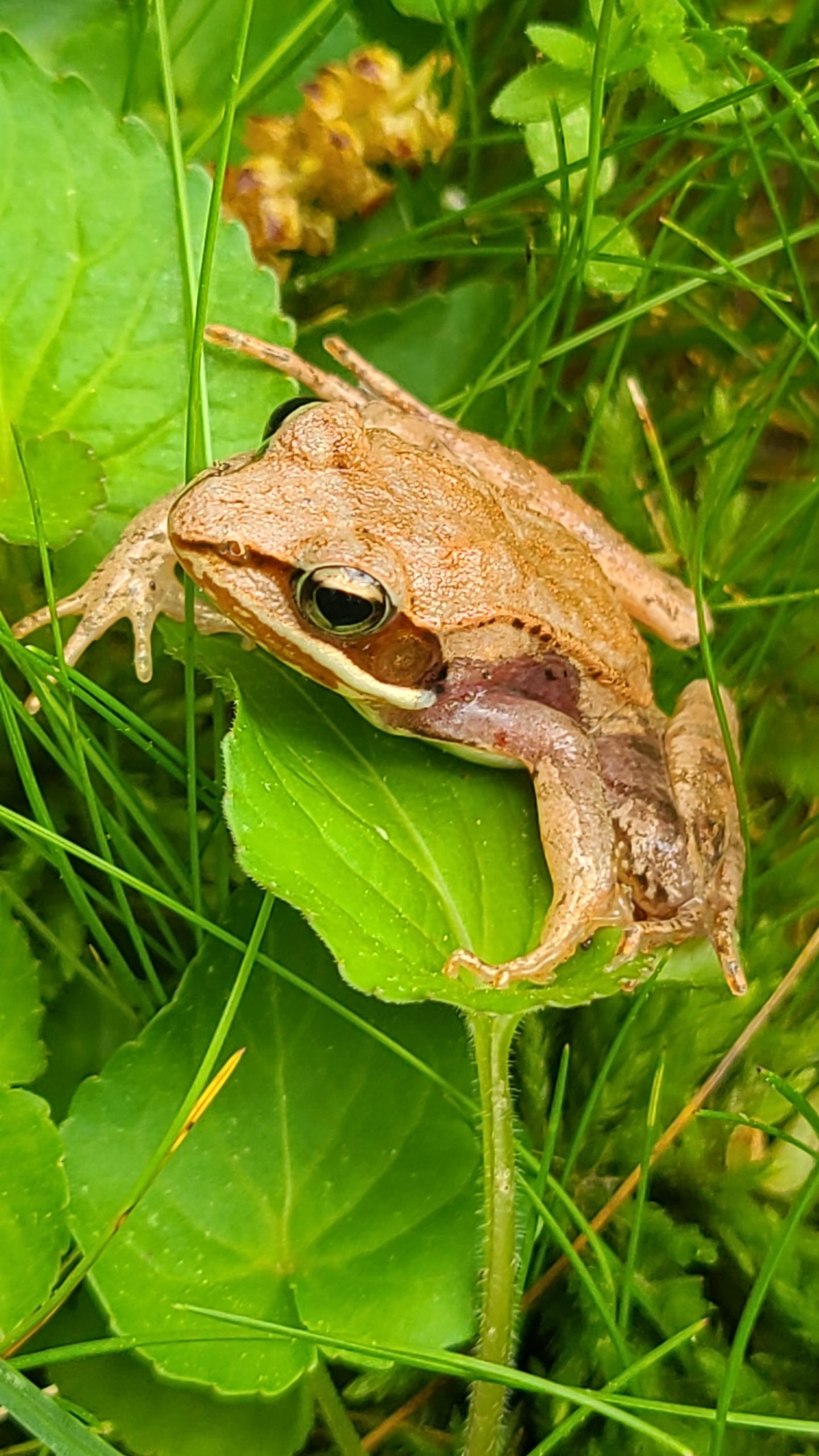 Frog