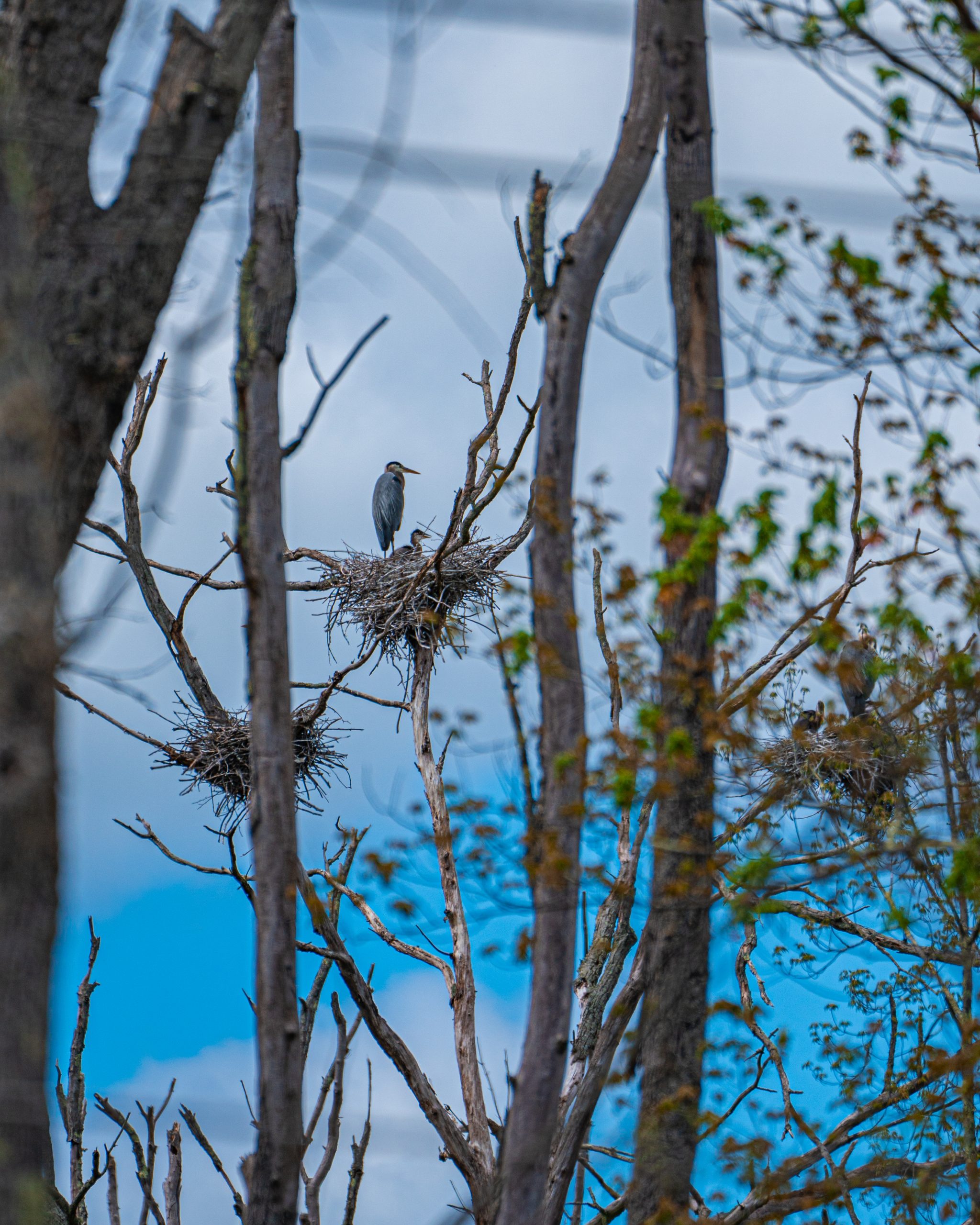 Ff f6e5d1779d4e177bb8a4663ea3147f71 ff heron 1