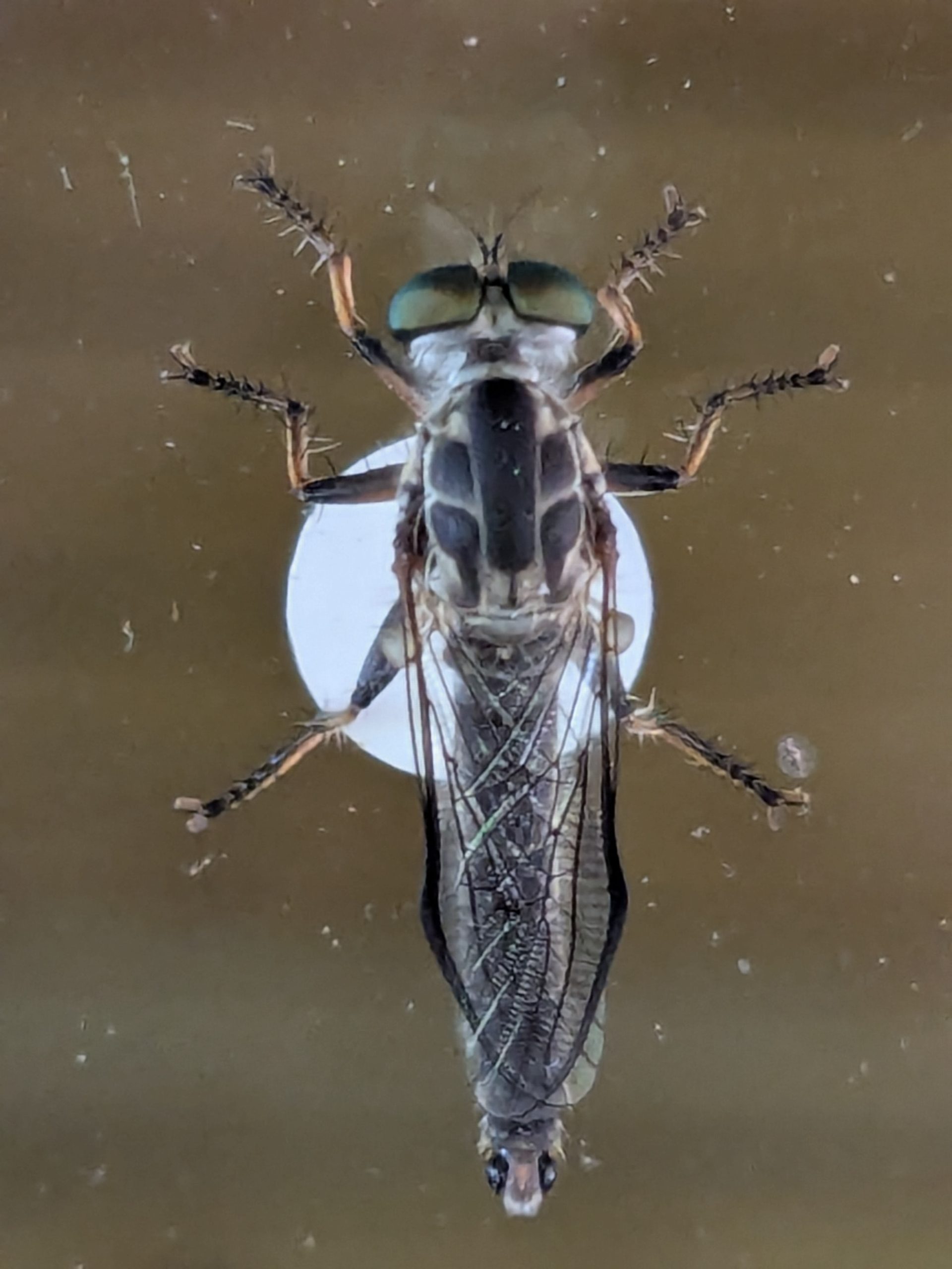 Robber fly on glass
