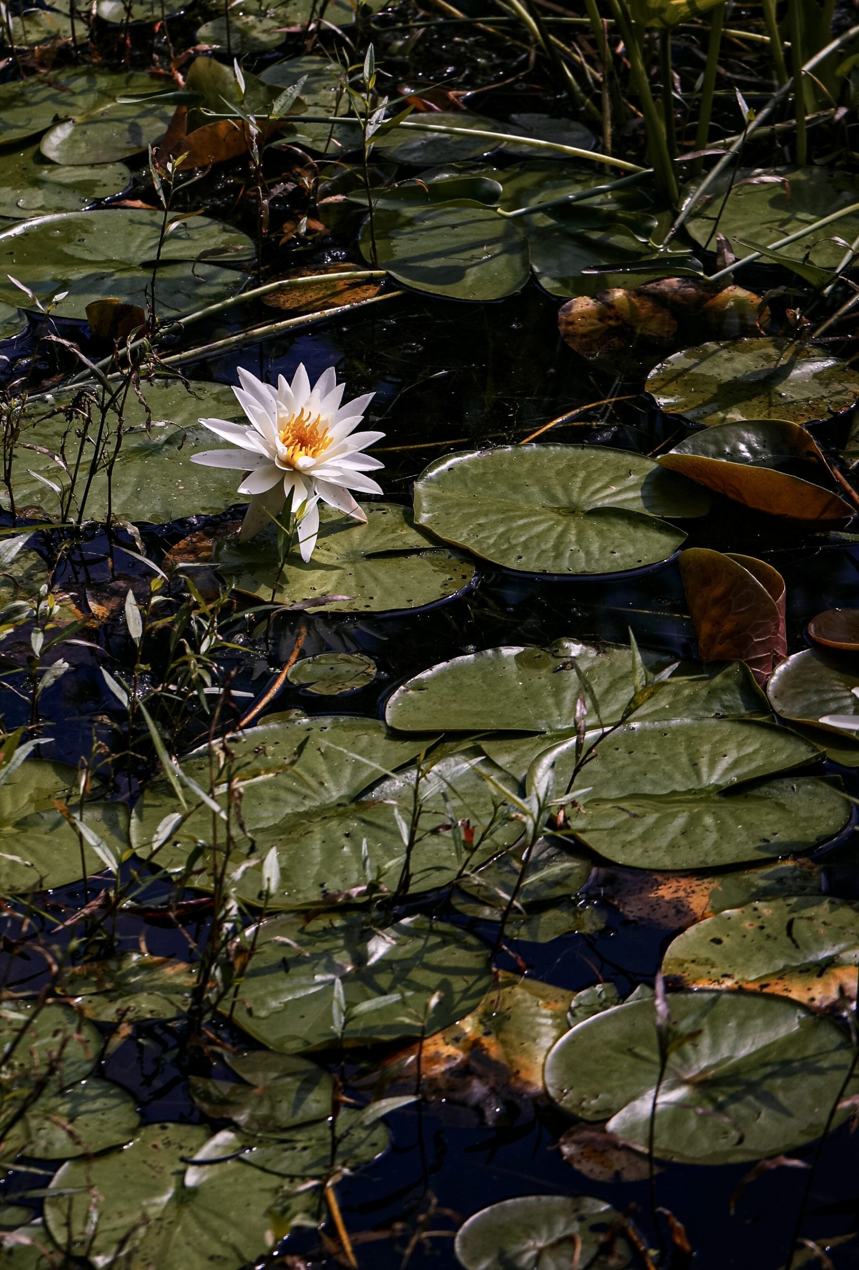 Ff 2258b3bcb492efa13155af3596080dfd ff img 0540