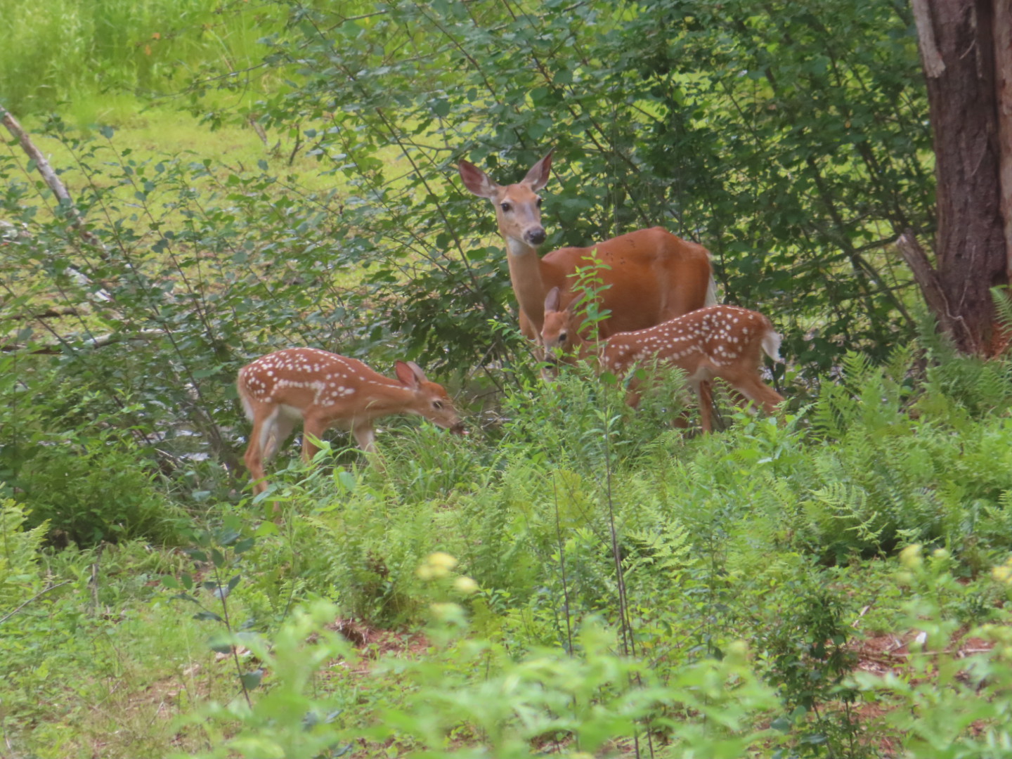 WHITE TAIL DEER