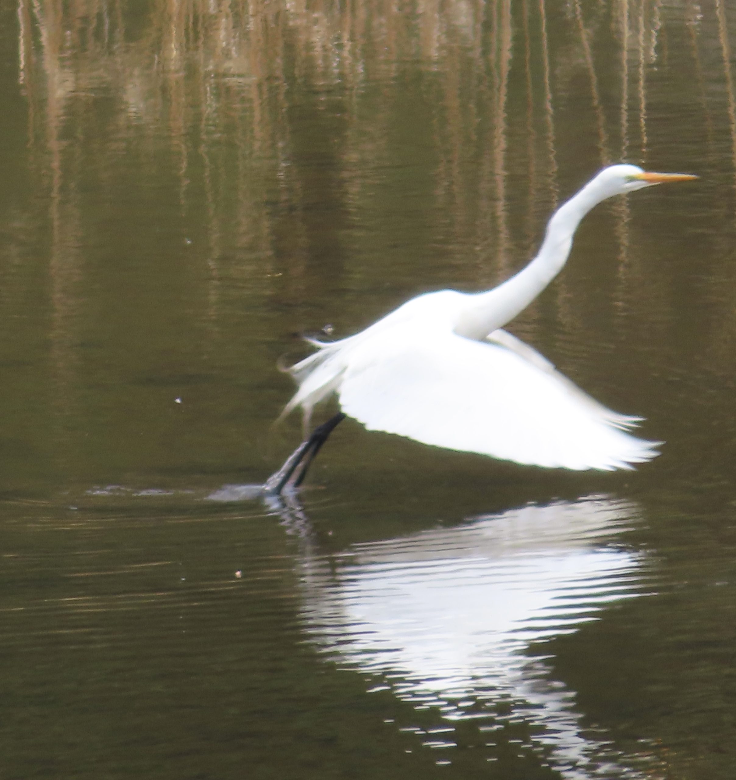 GREAT EGRET