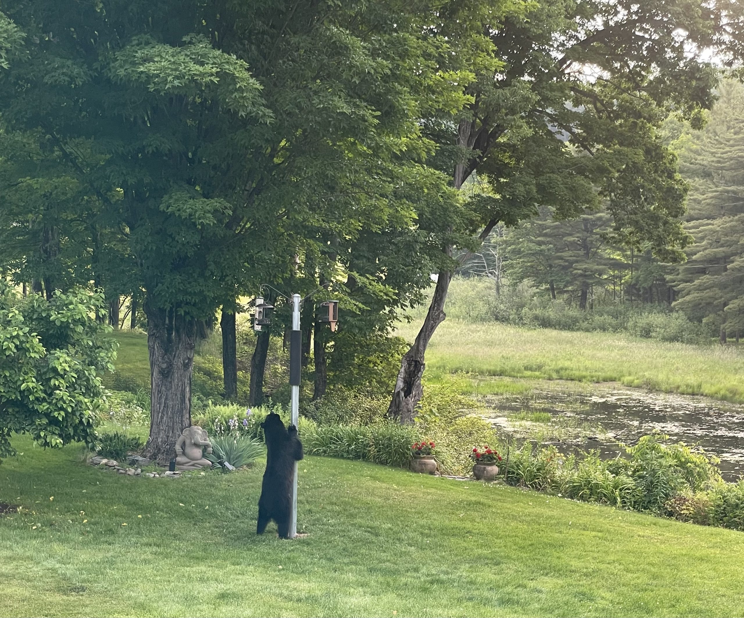 WHY WE HAVE A BEAR POLE FOR OUR BIRDS