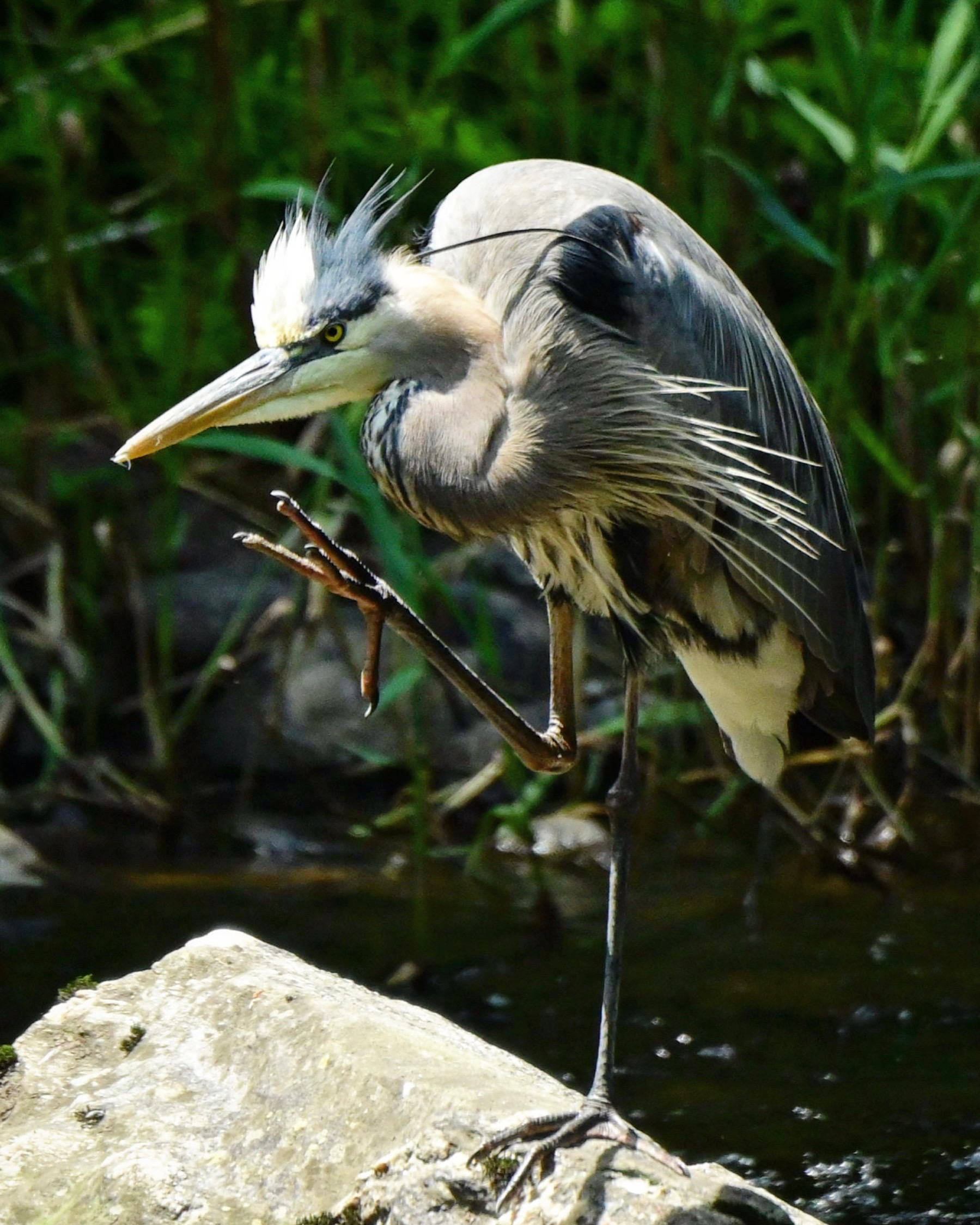 Great Blue Heron