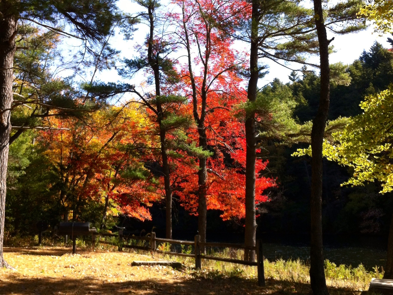 FALL COLORS ON TOBEY POND