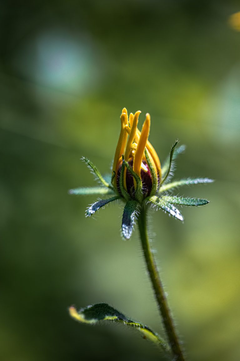 Ff d7fcd13041b25c1f8f6b0fd919f9e32a ff img 0348