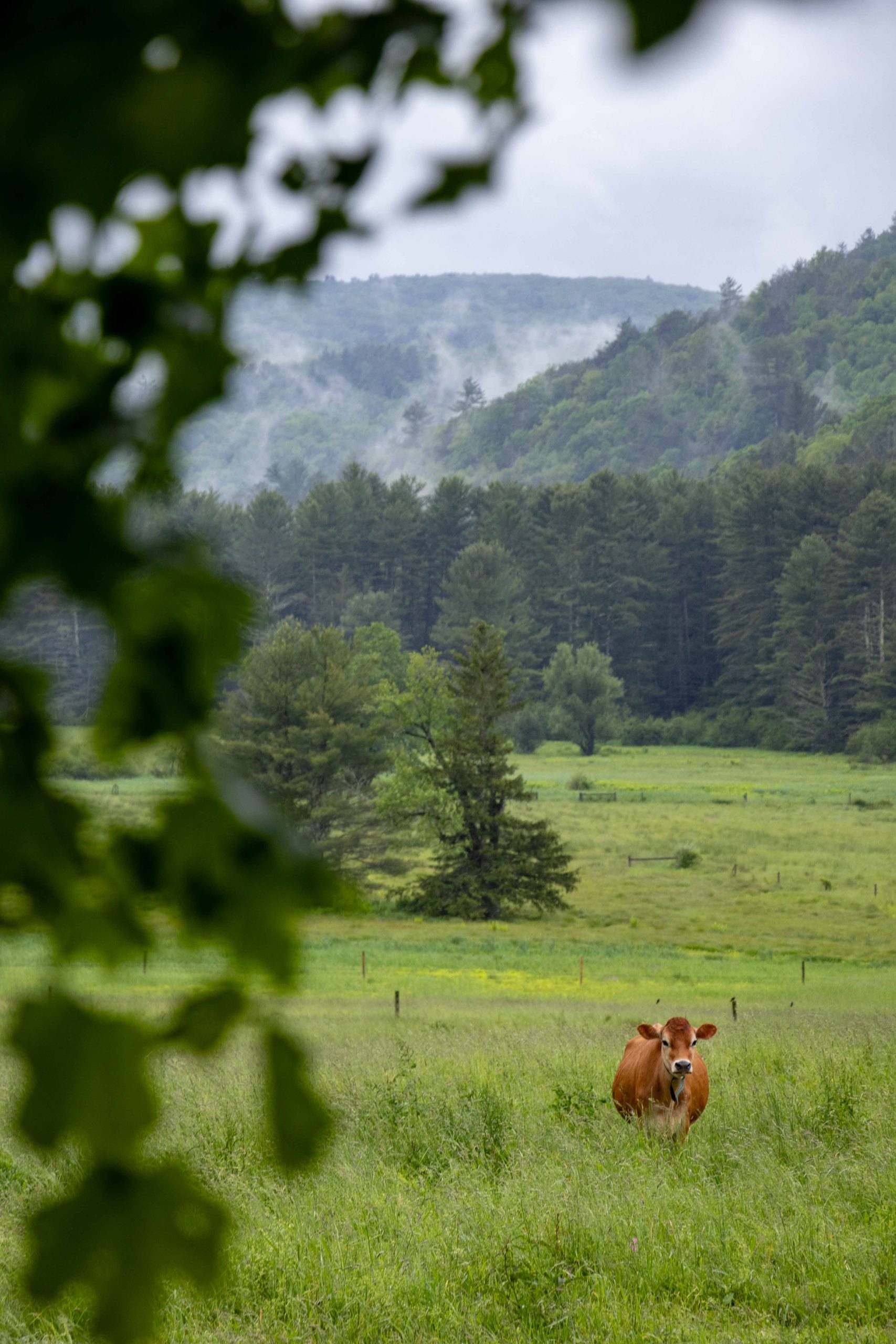 Bessy was not amoosed.