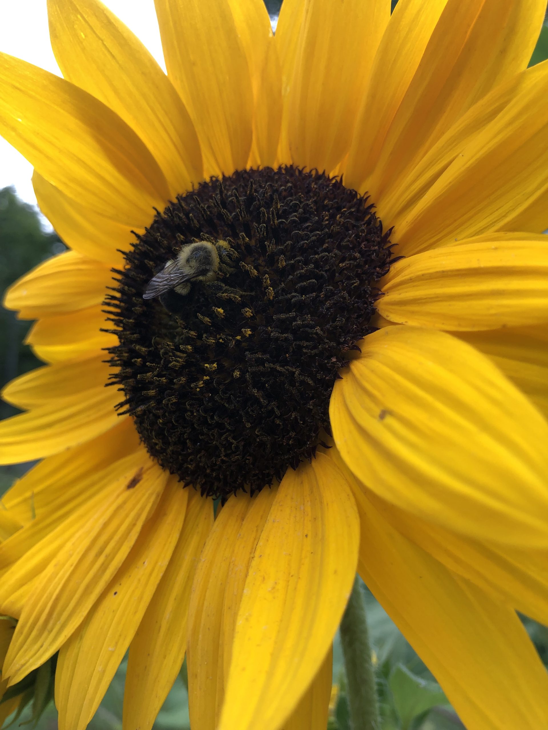 Bee on sunflower