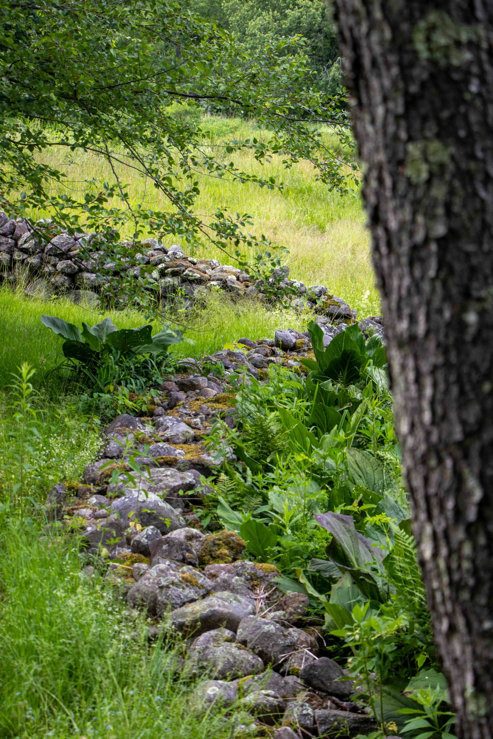 Dreaming of walking these stone walls through fields and forests with a special someone.