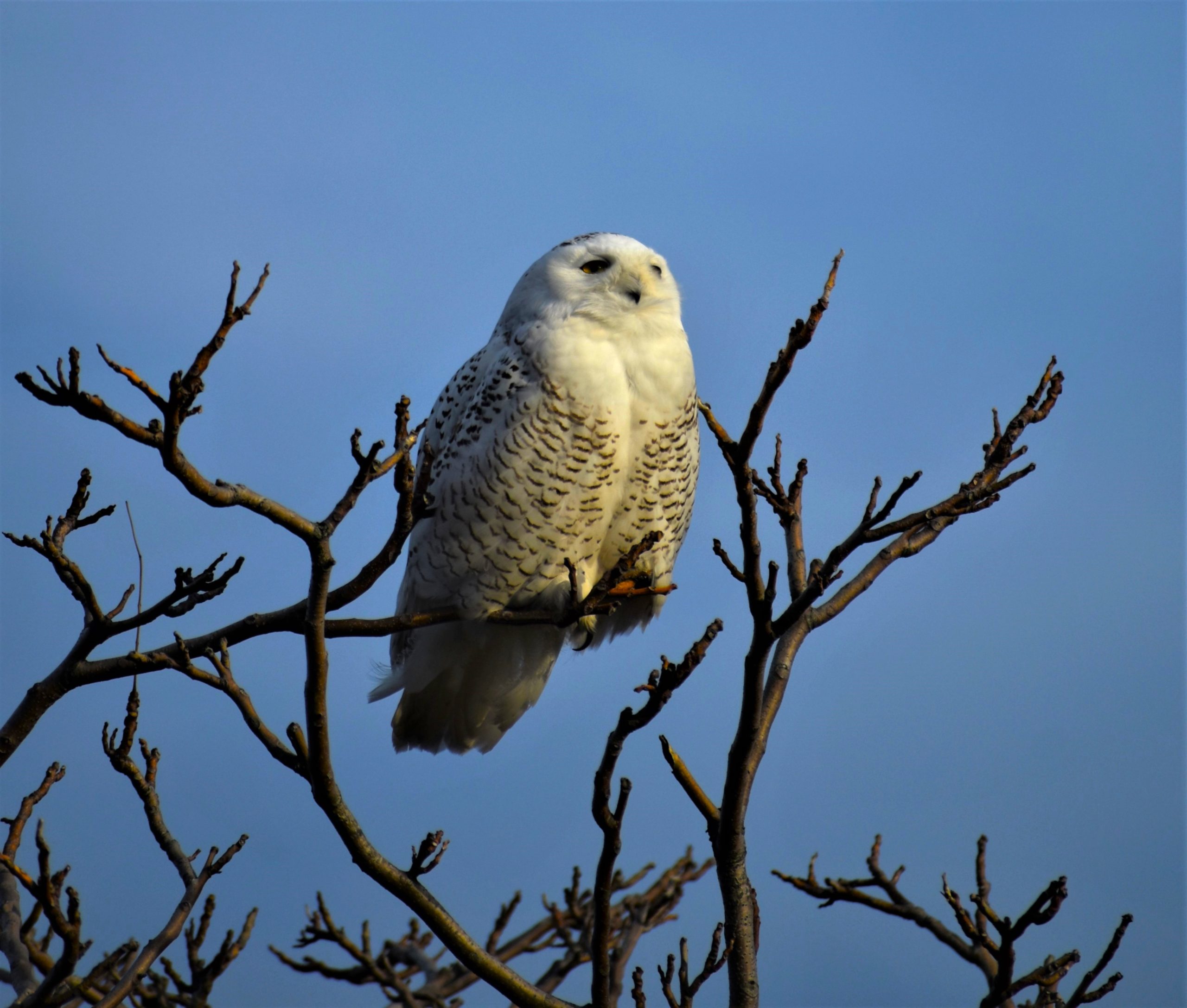 Ff 2688a7e4303cc11ca0f31b32166a2433 ff snowy owl perched on bare tree branches stares pensively out direction of li sound at long beach park stratford ct. december 2021