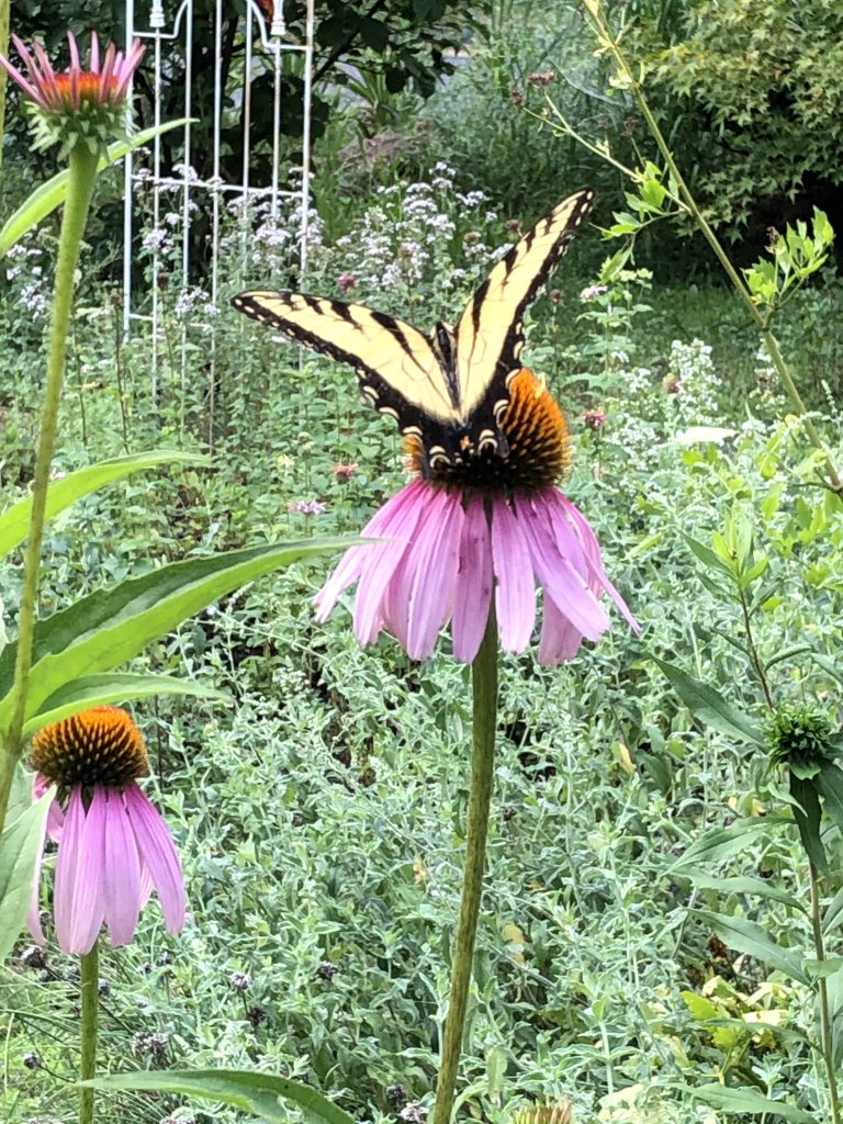 My summer garden
