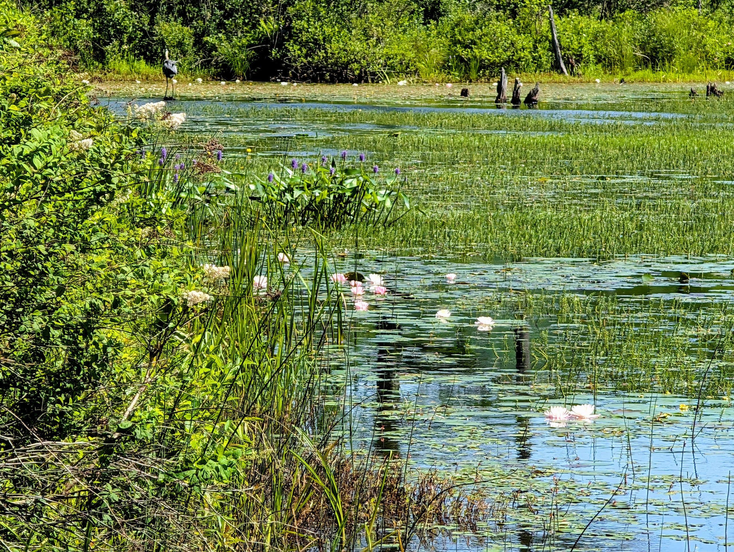 Water lilies on the pond and a Heron in the background.