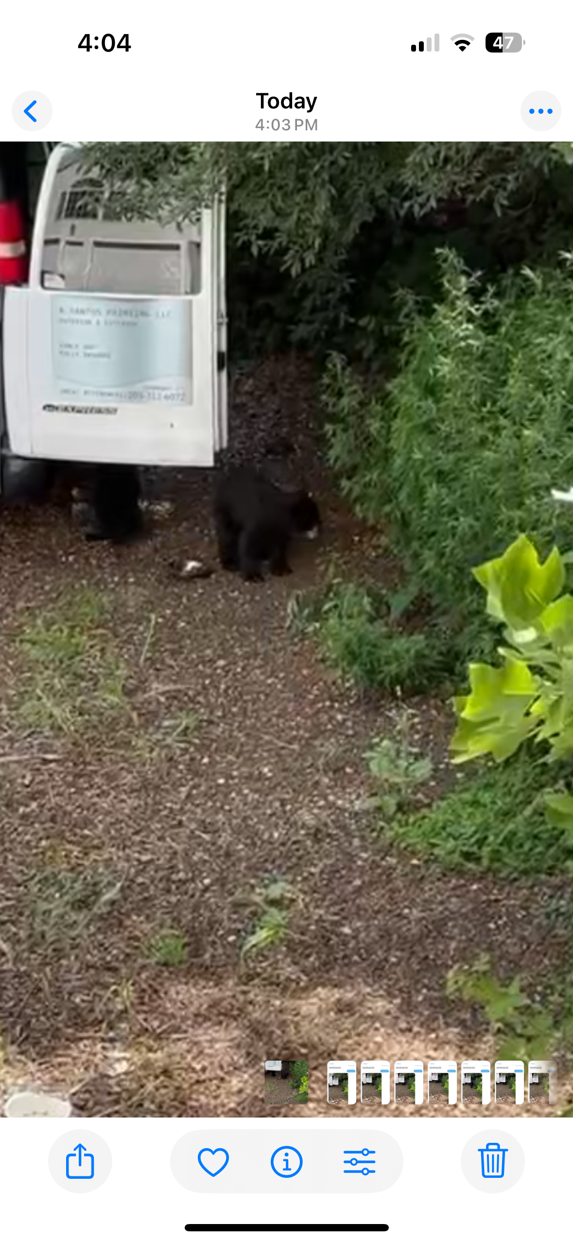 Baby bears
