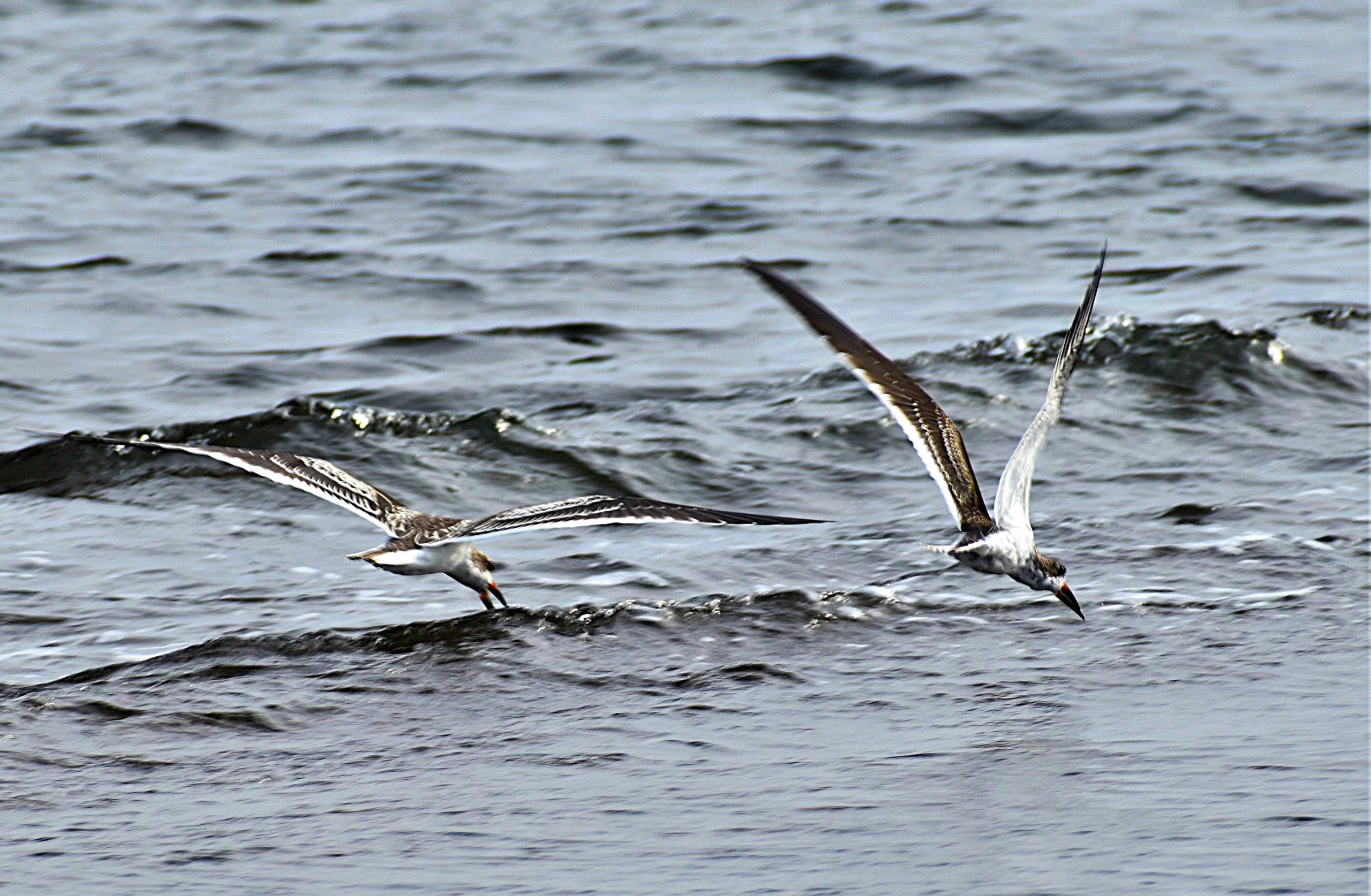 Black Skimmers in low flight above shallow water of Long Island Sound.