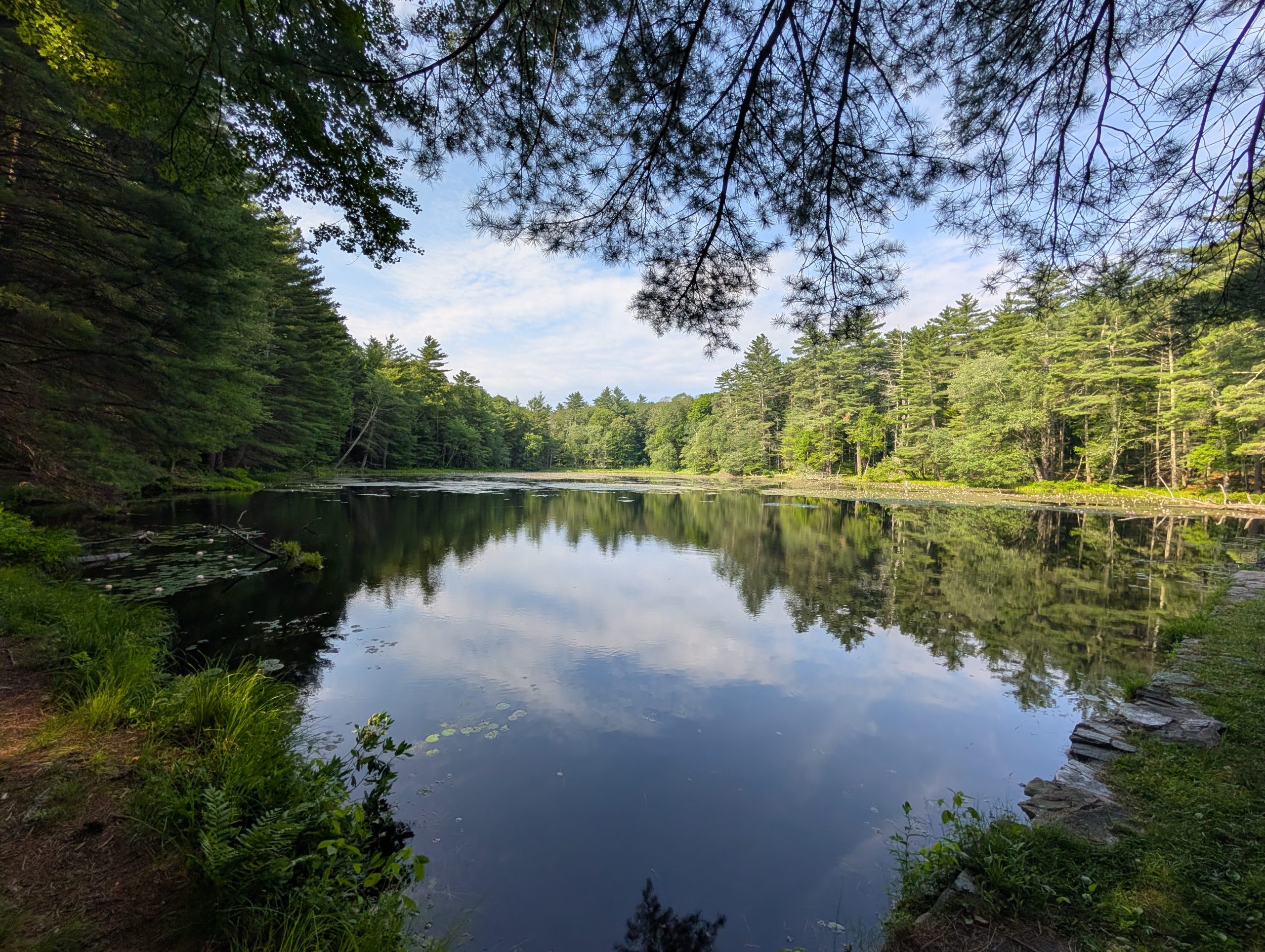 Reflection of the trees and sky.