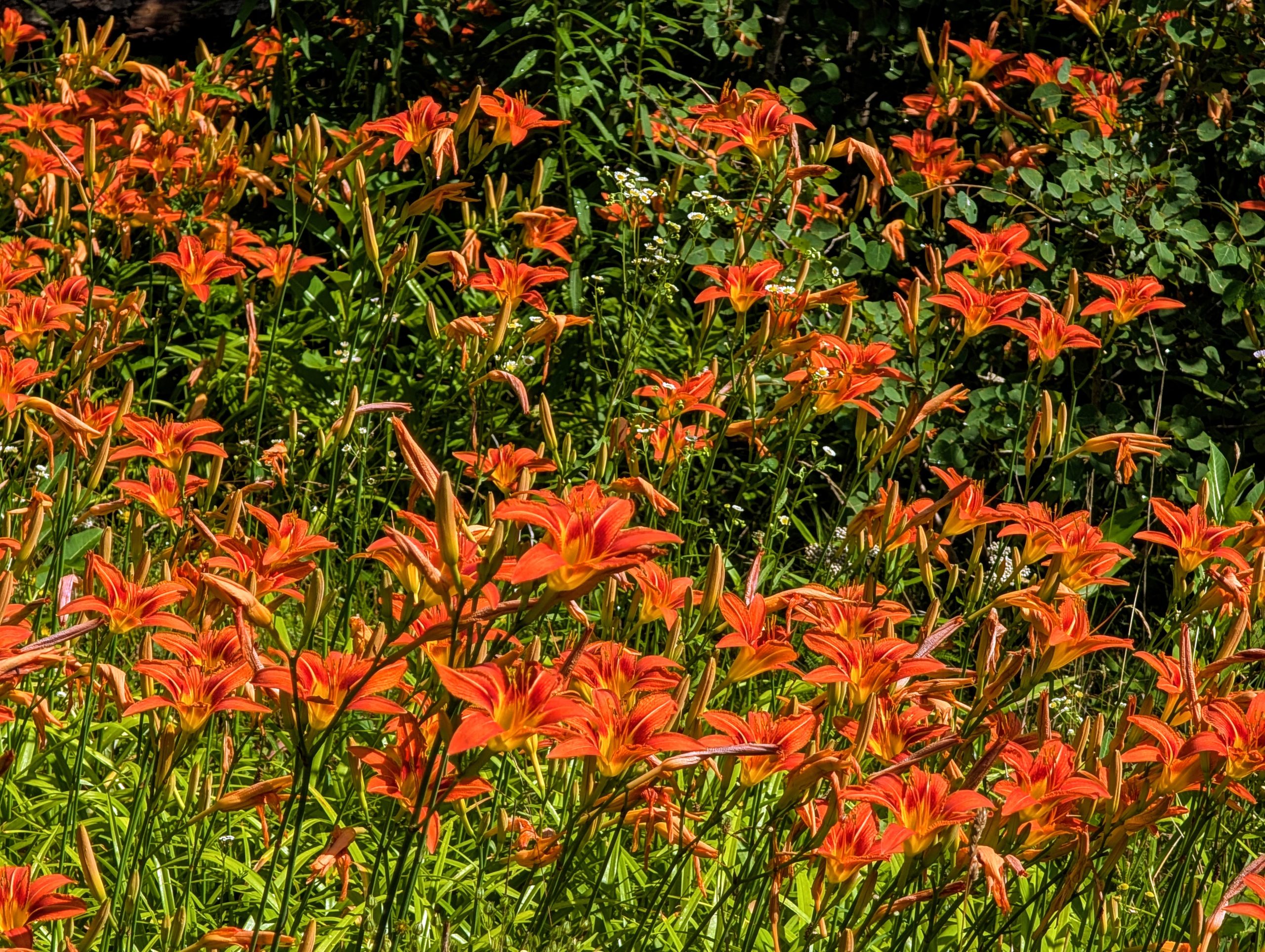 Wild lilies a long the trail.